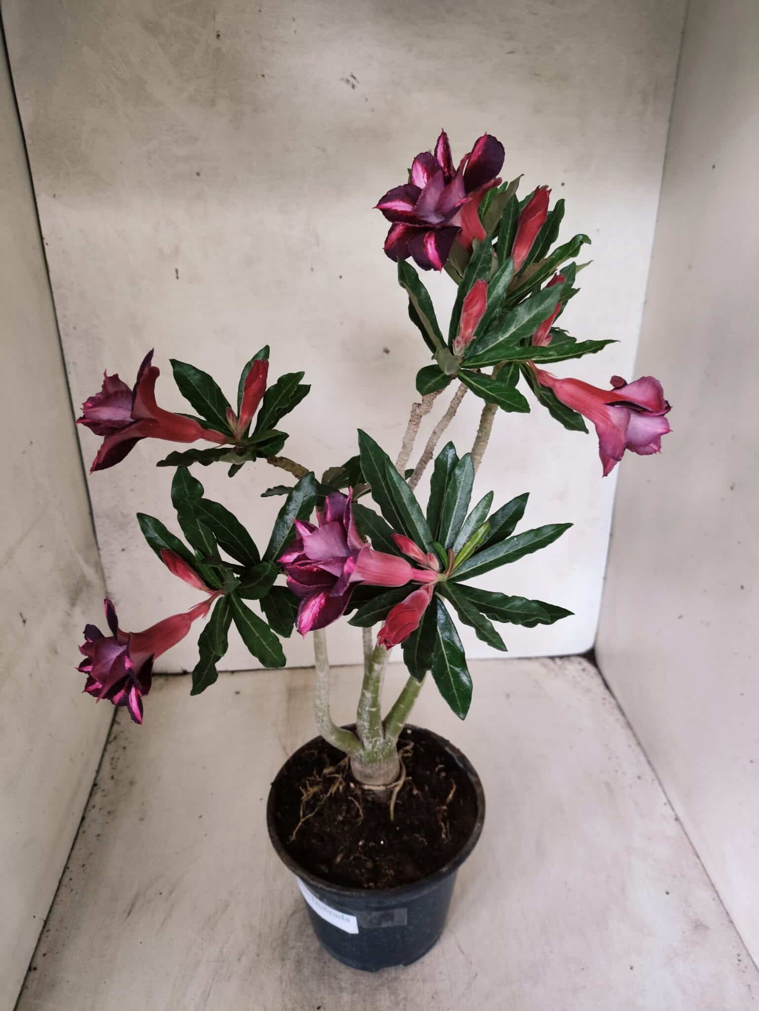 Planta Dobrada 3805 – 35cm – 03 anos - foto 4