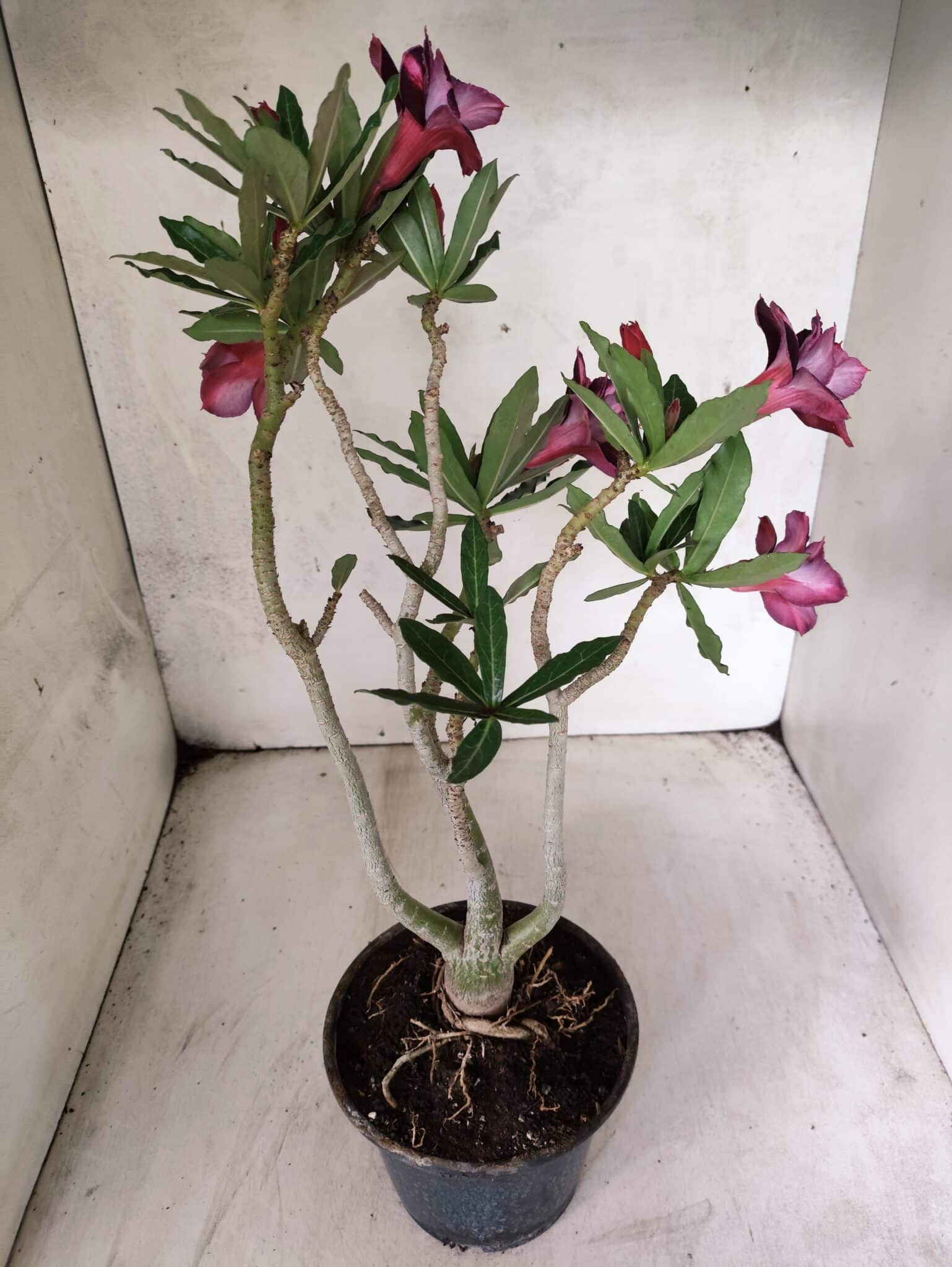 Planta Dobrada 3805 – 35cm – 03 anos - foto 6