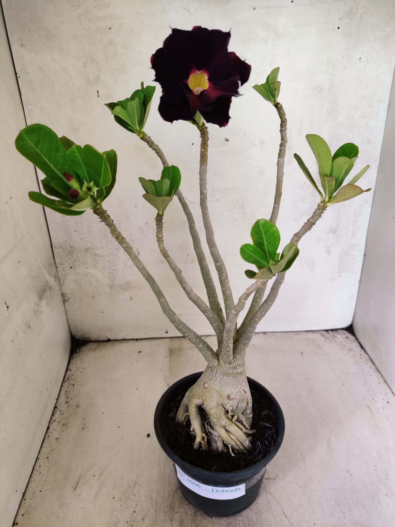 Planta Dobrada 3806 – 35cm – 03 anos - foto 2