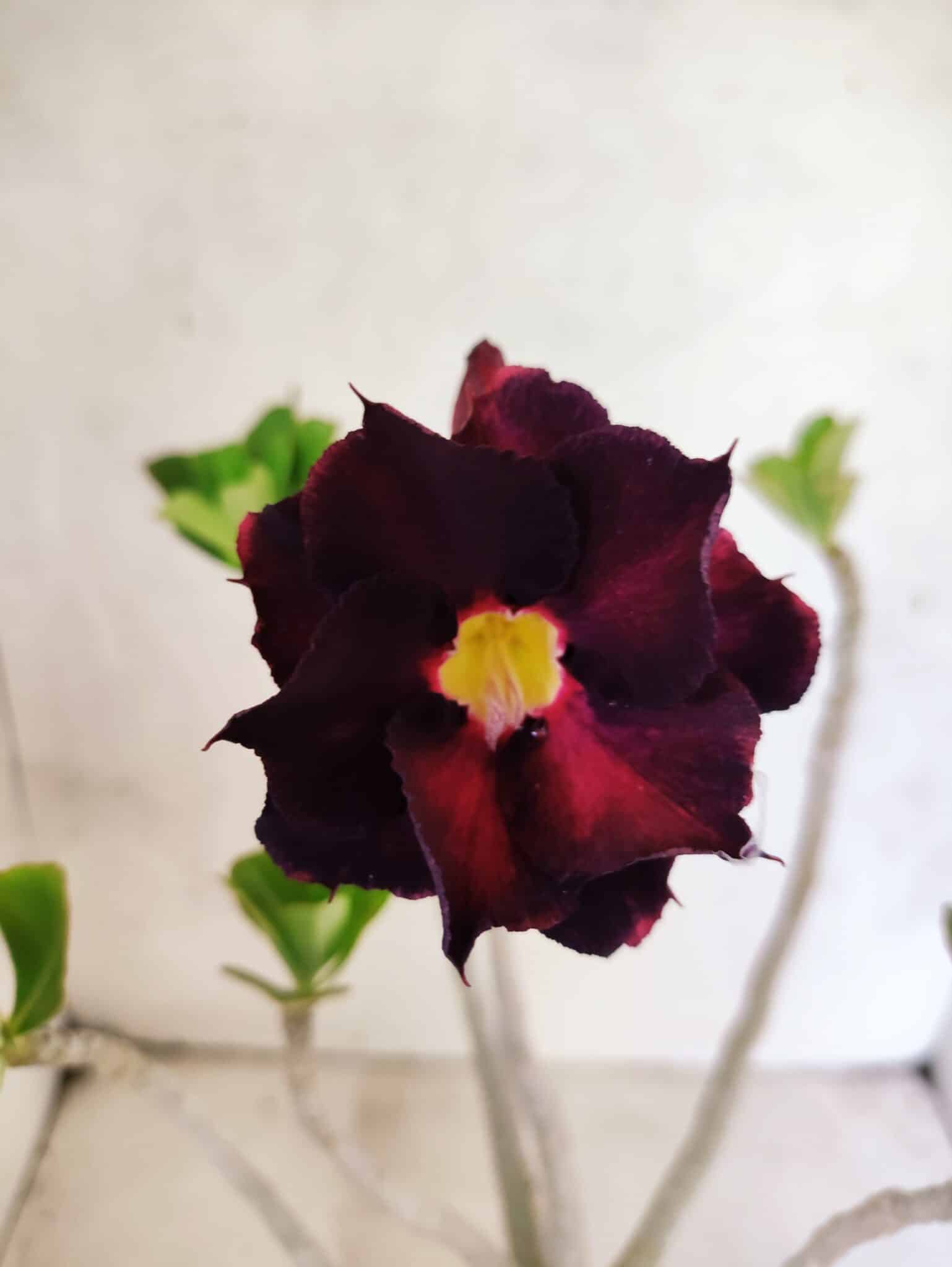 Planta Dobrada 3806 – 35cm – 03 anos - foto 3