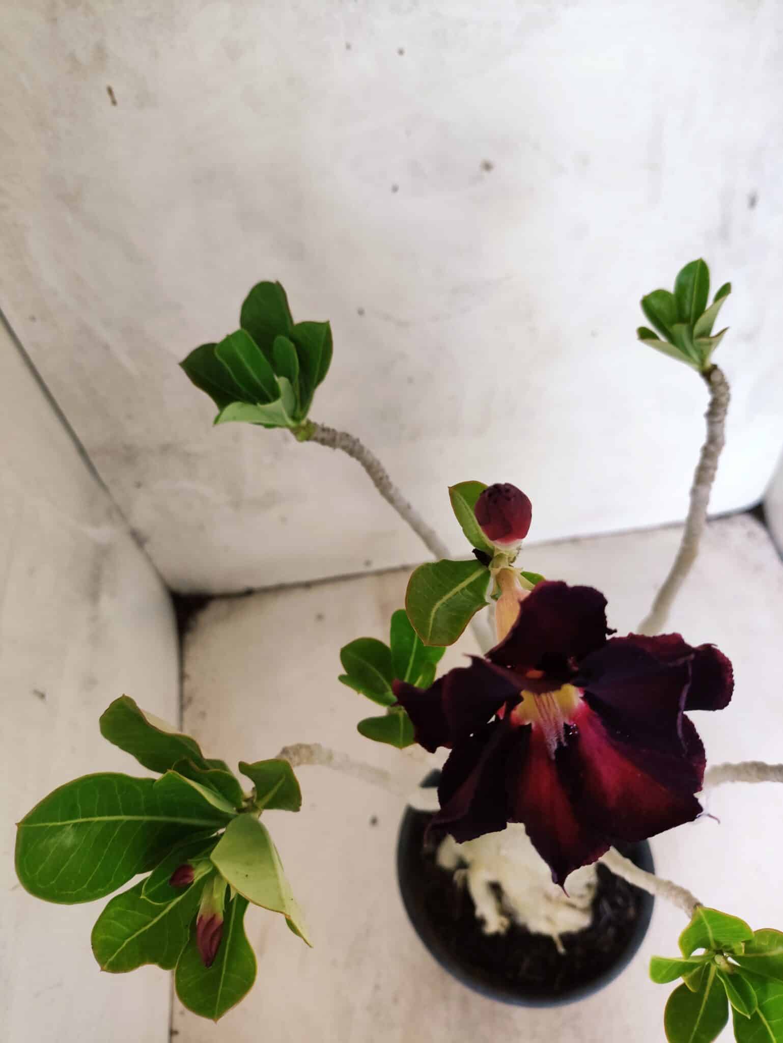 Planta Dobrada 3806 – 35cm – 03 anos - foto 4