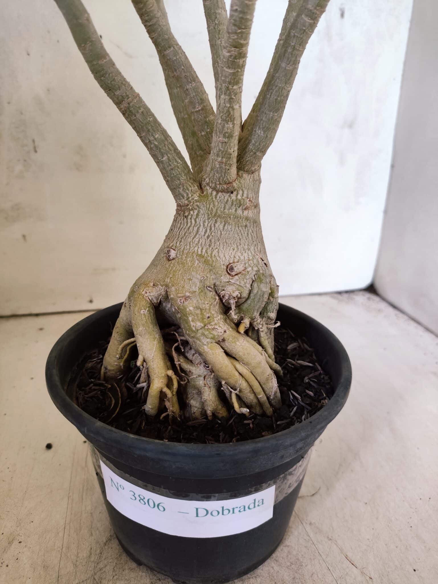 Planta Dobrada 3806 – 35cm – 03 anos - foto 5