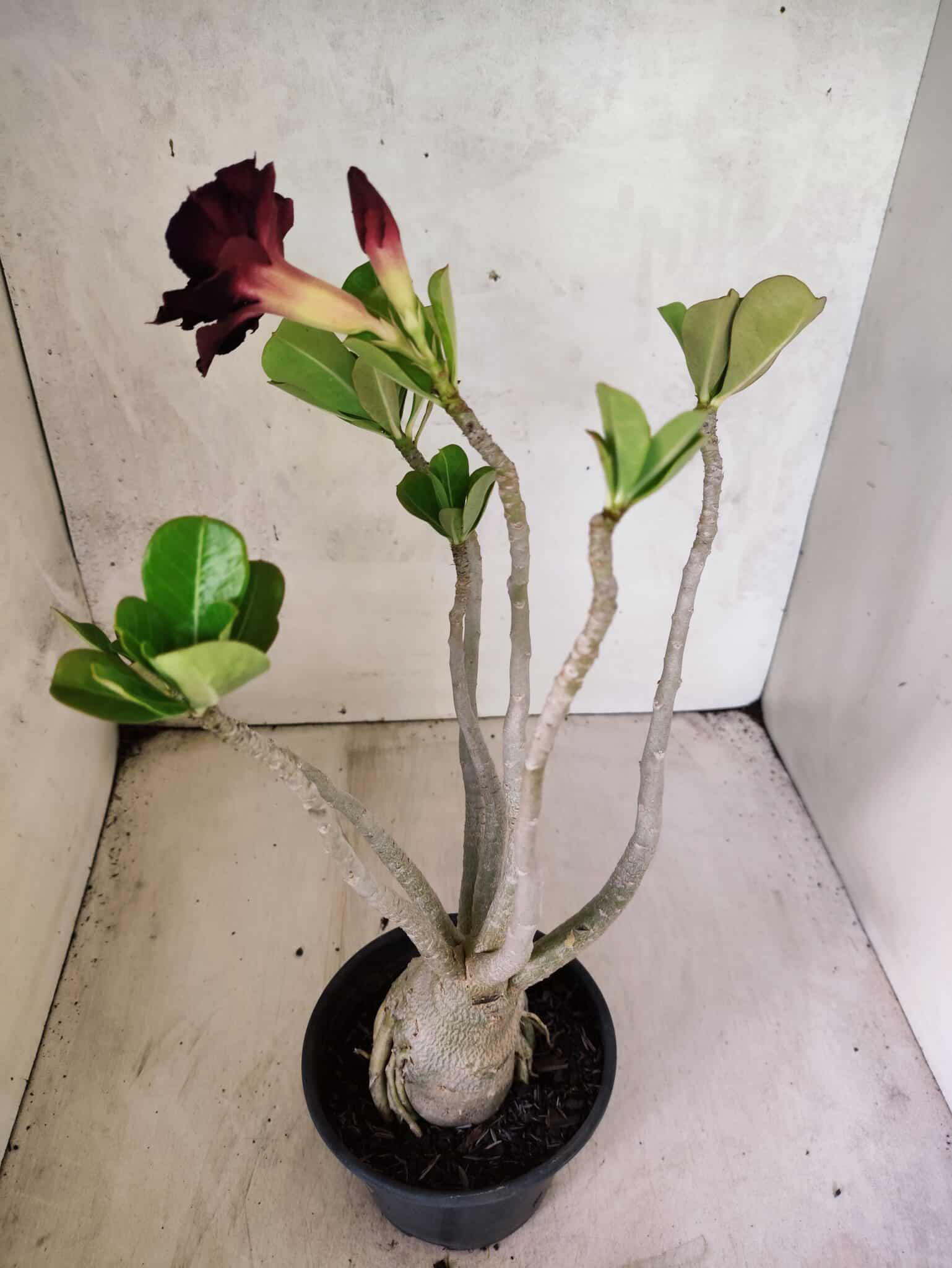 Planta Dobrada 3806 – 35cm – 03 anos - foto 7