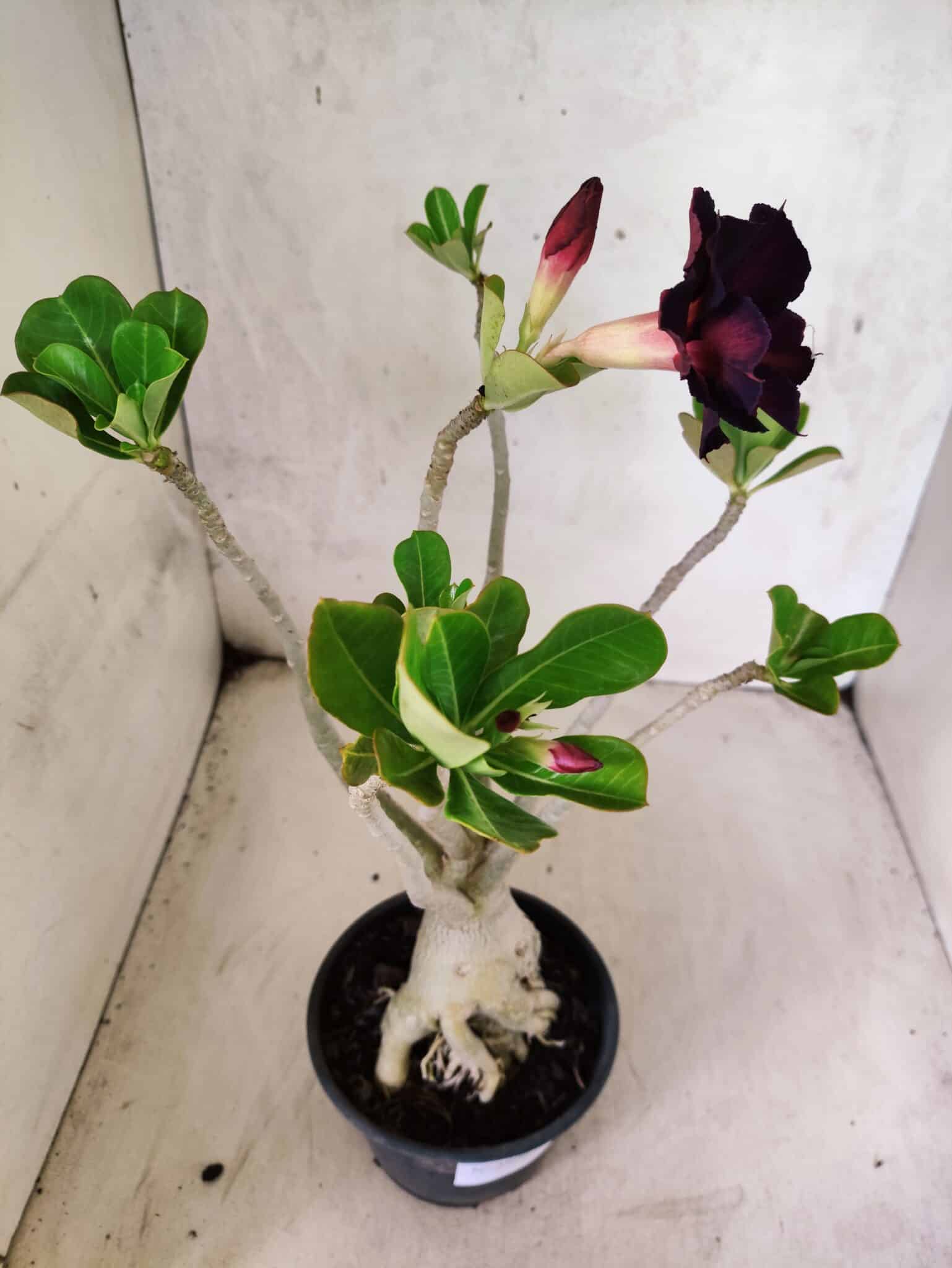 Planta Dobrada 3806 – 35cm – 03 anos - foto 6