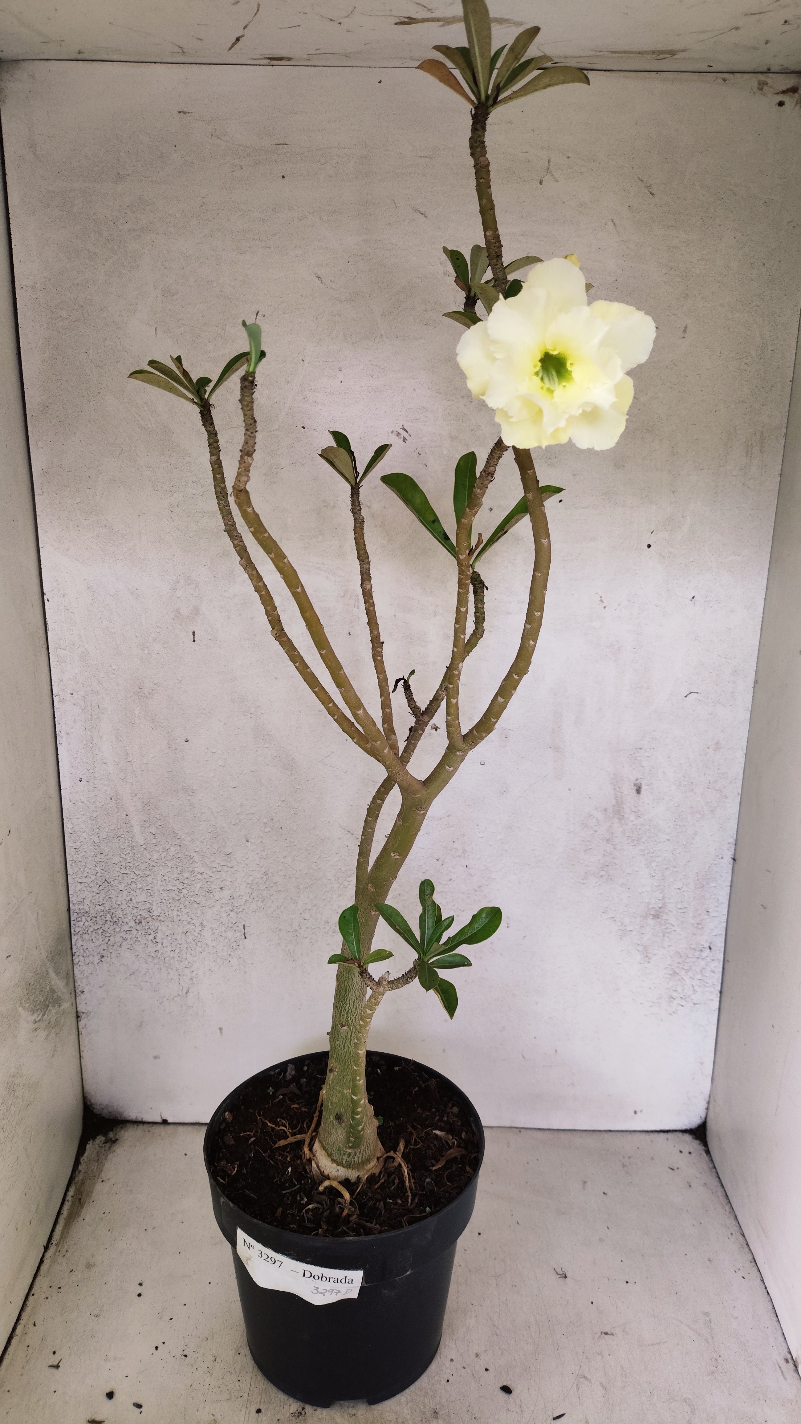 Planta Dobrada 3297 – 55cm – 03 anos