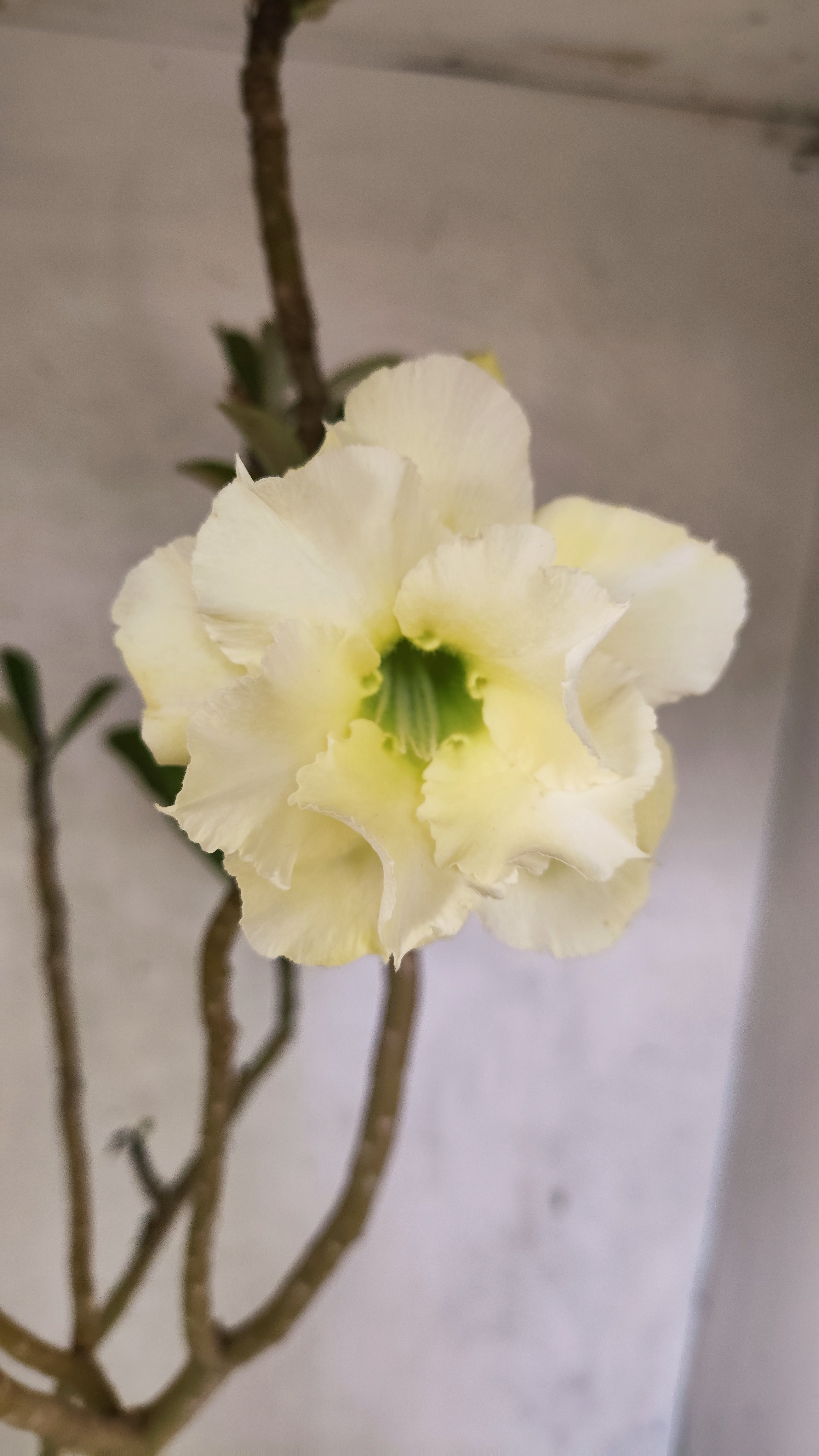 Planta Dobrada 3297 – 55cm – 03 anos