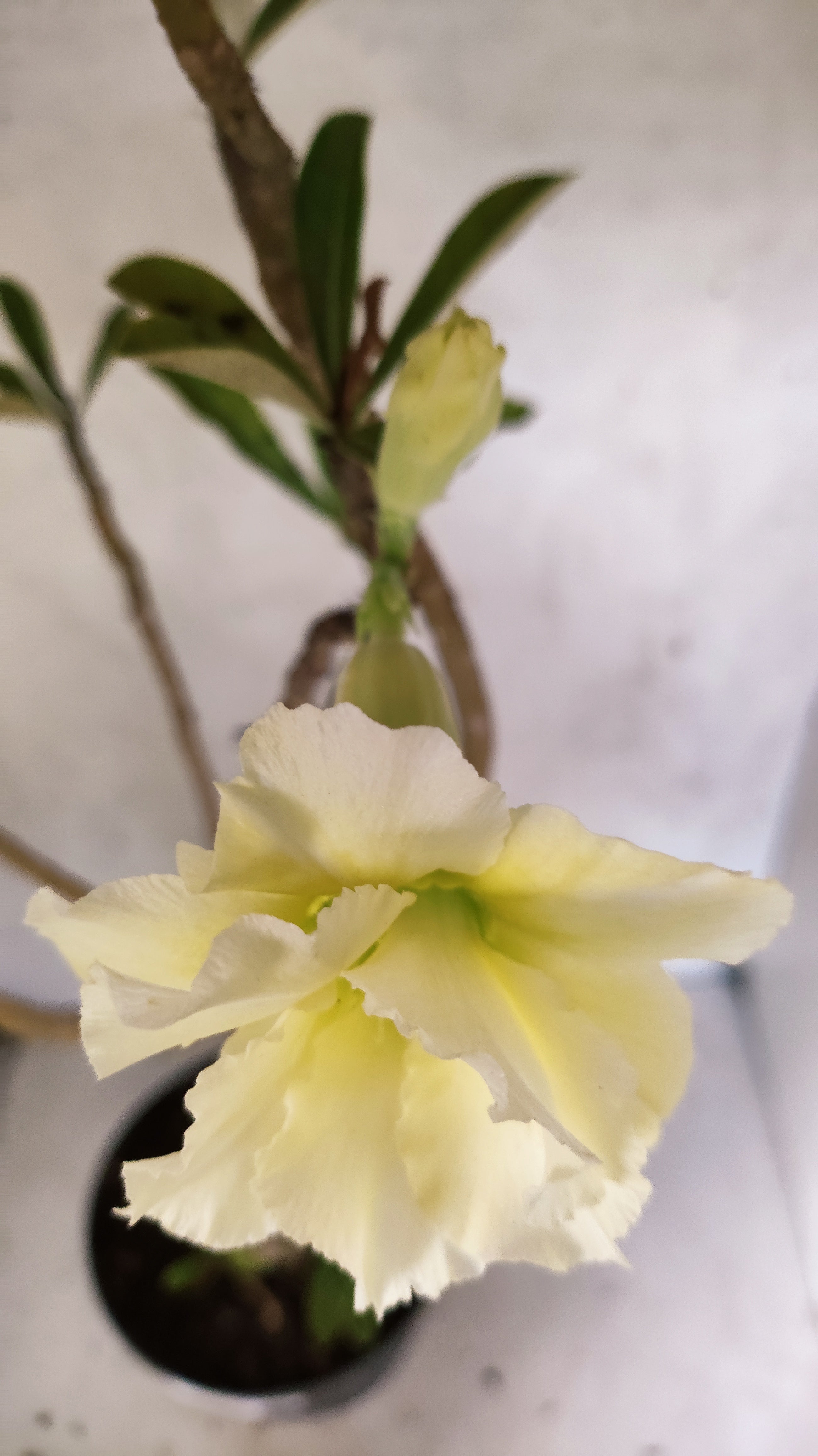 Planta Dobrada 3297 – 55cm – 03 anos