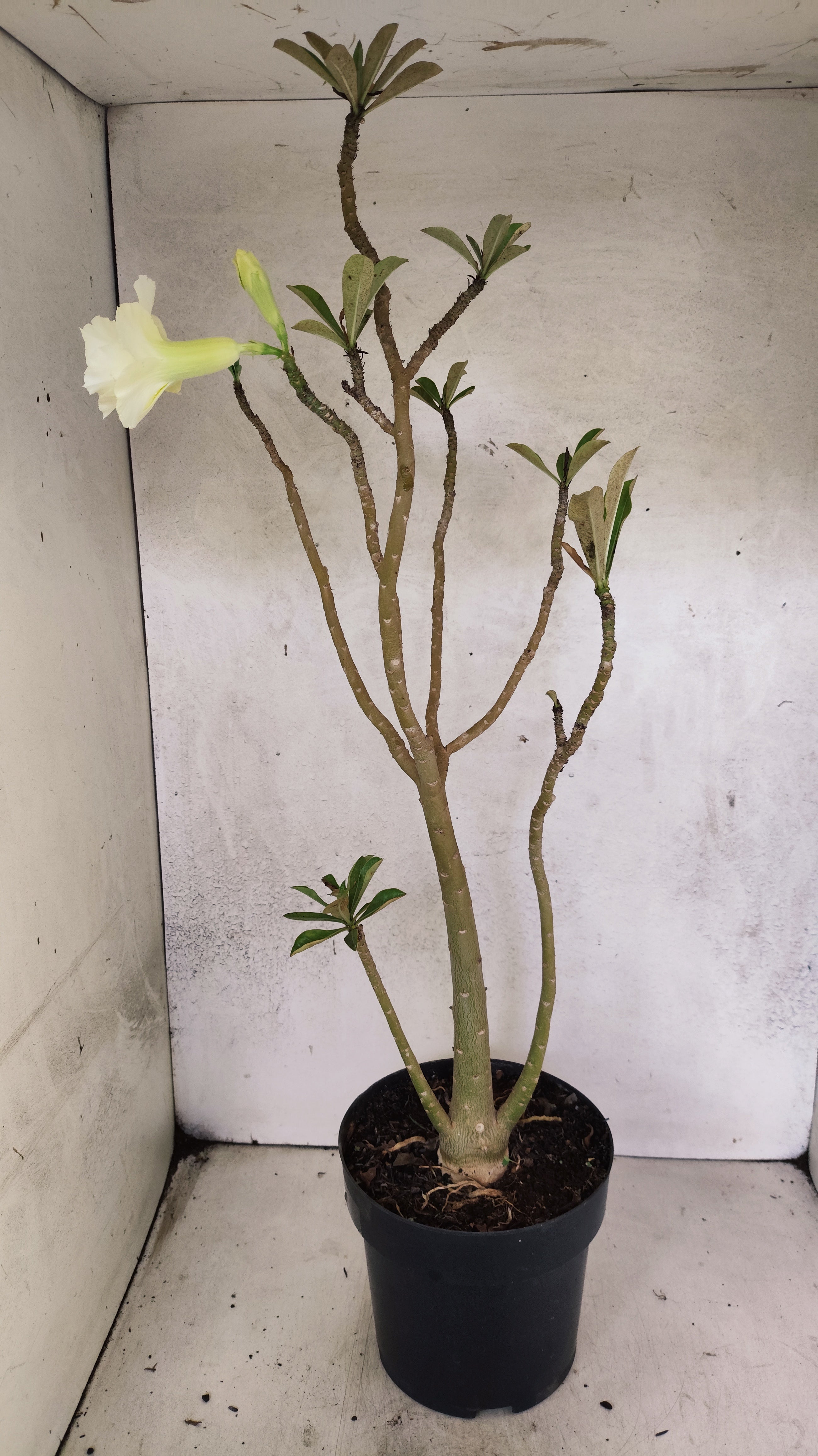 Planta Dobrada 3297 – 55cm – 03 anos