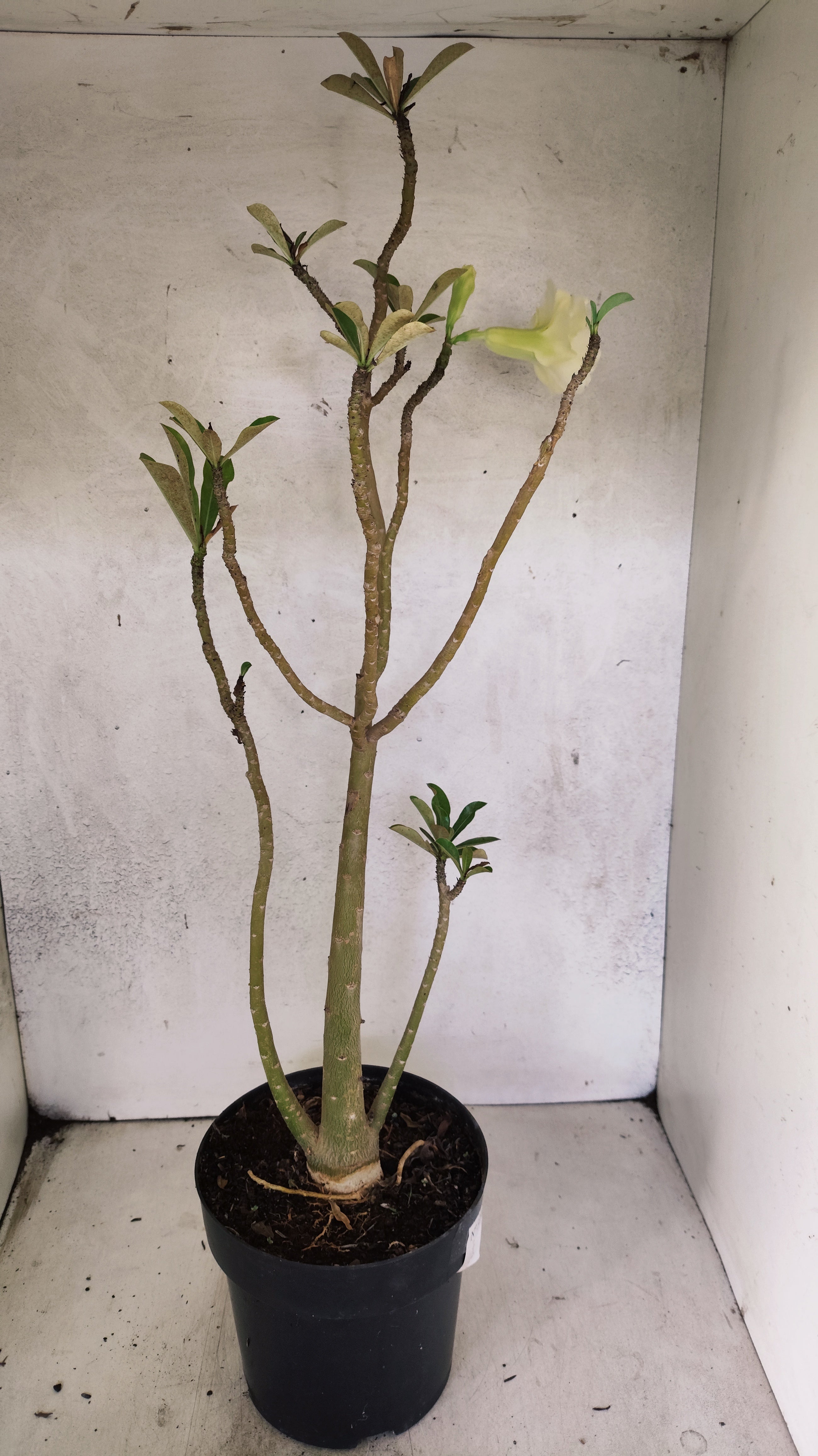 Planta Dobrada 3297 – 55cm – 03 anos