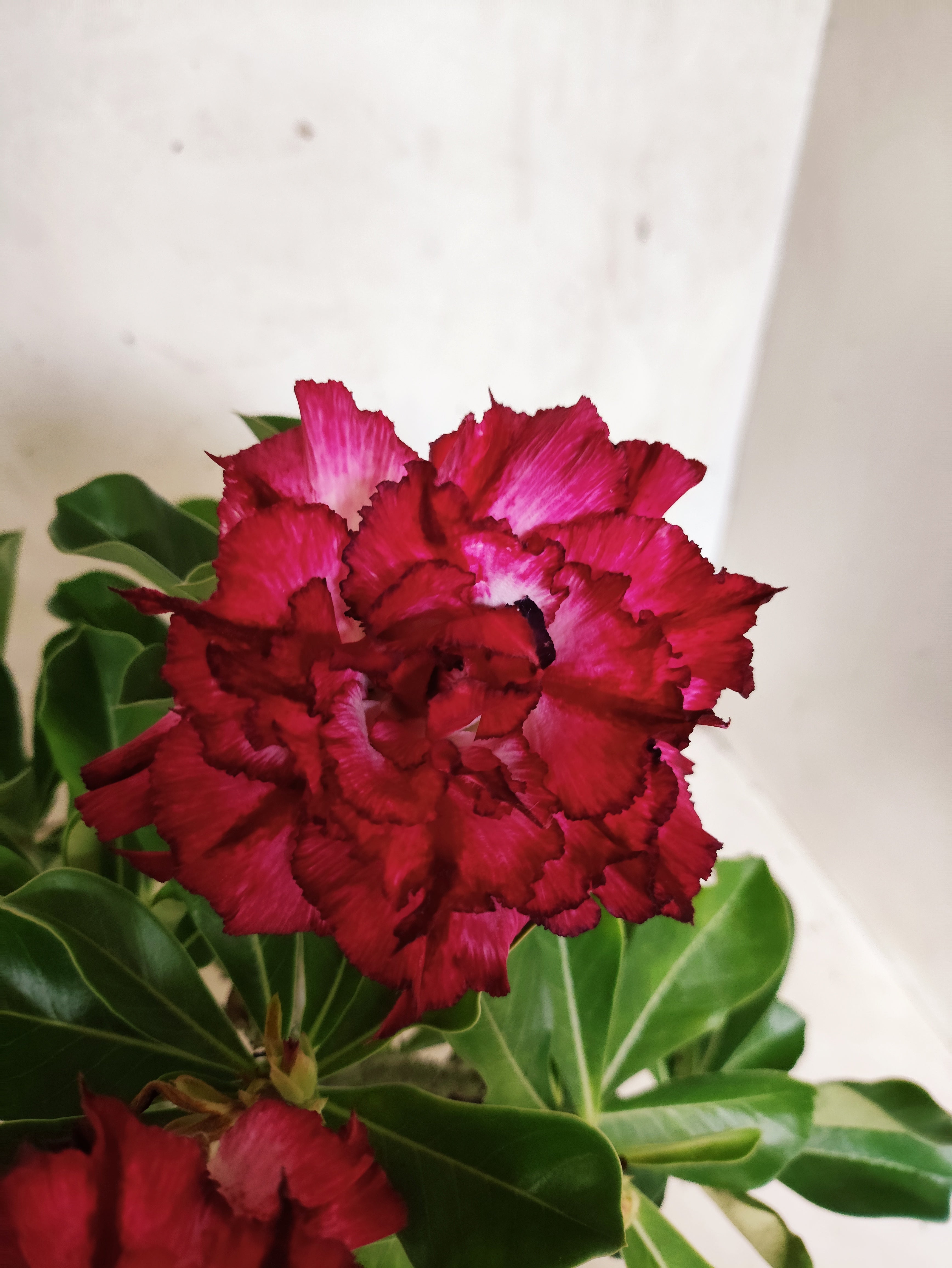 Planta Dobrada 3850 – 30cm – 02 anos