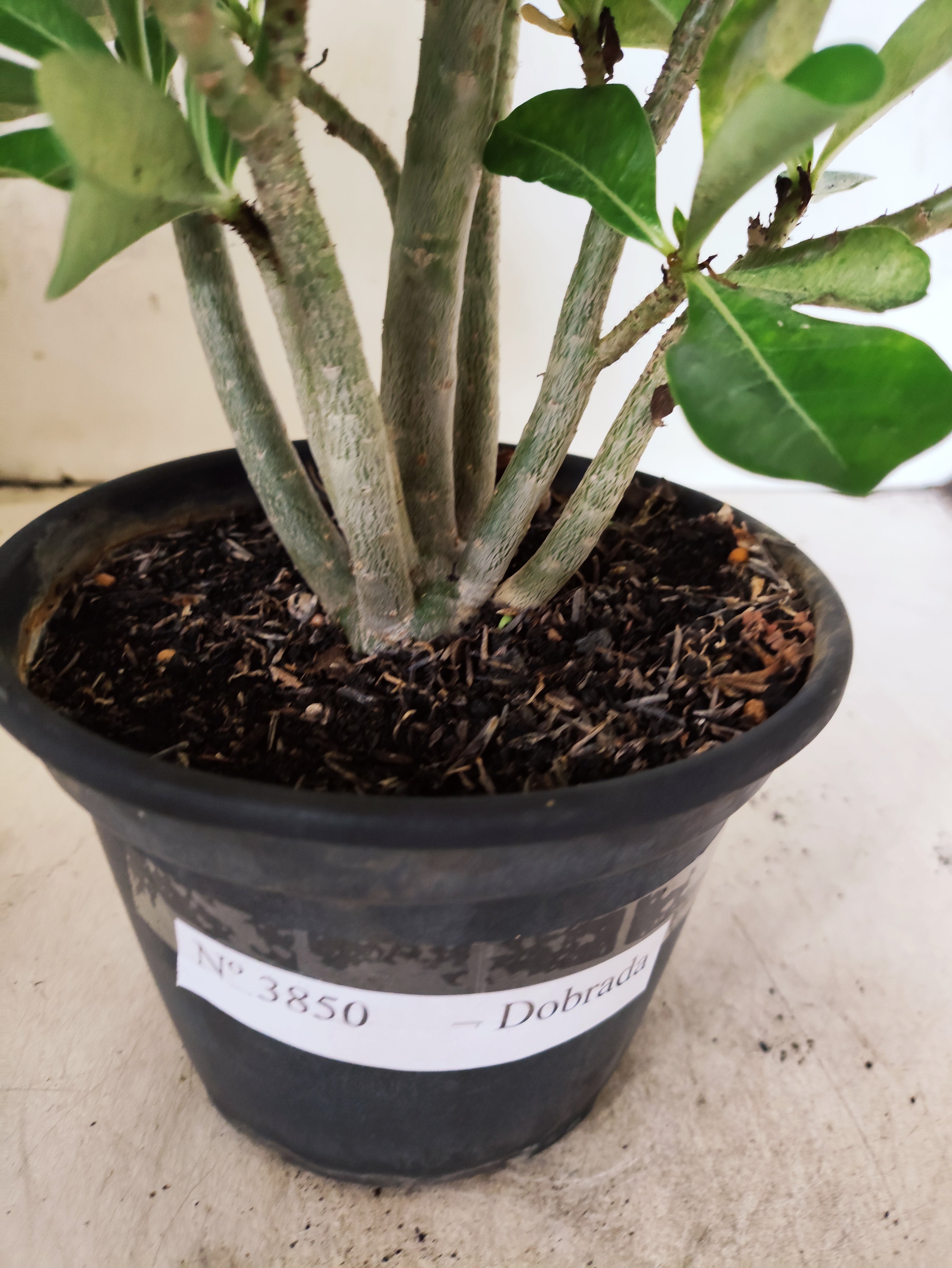 Planta Dobrada 3850 – 30cm – 02 anos
