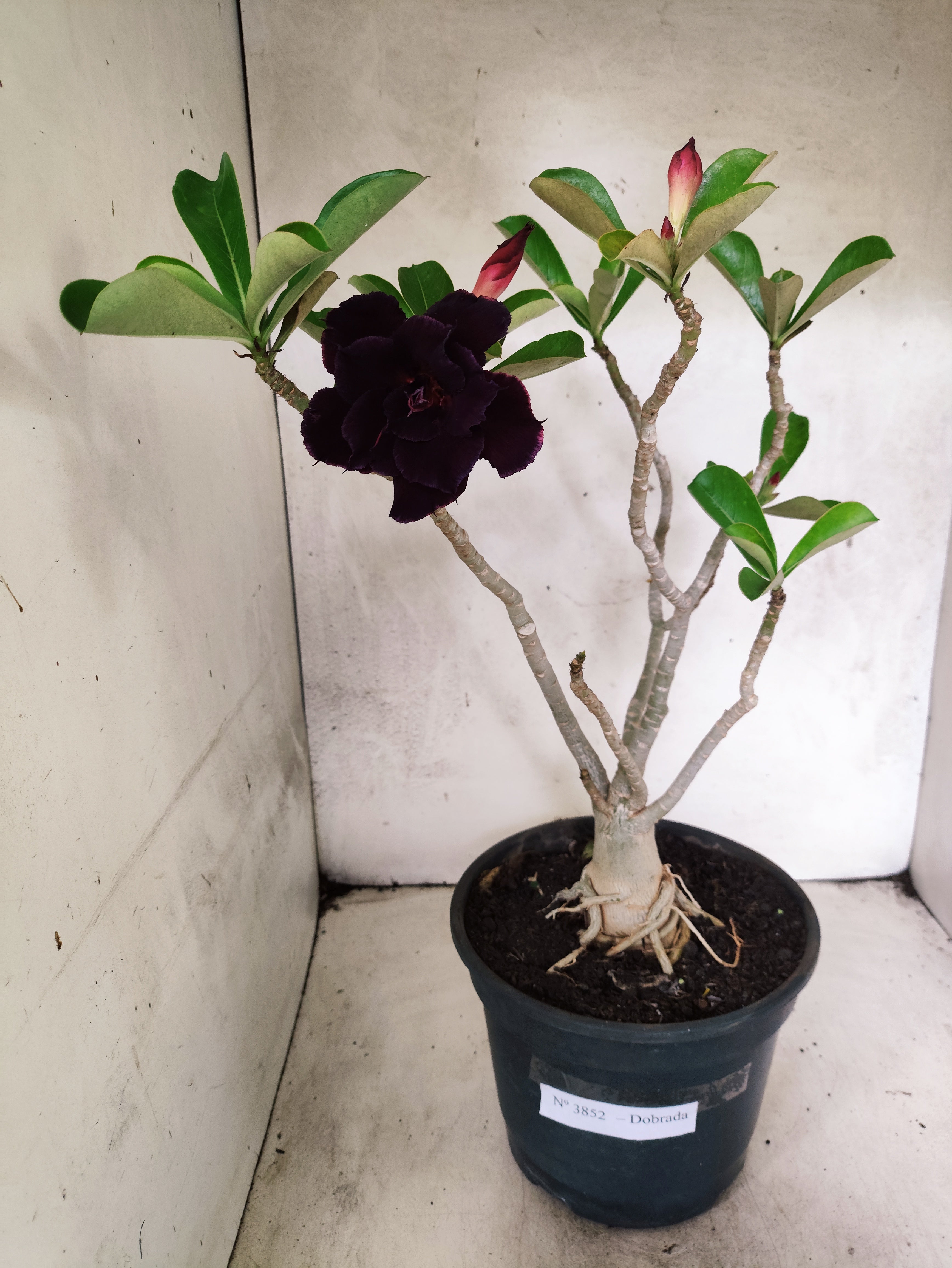 Planta Dobrada 3852 – 40cm – 03 anos