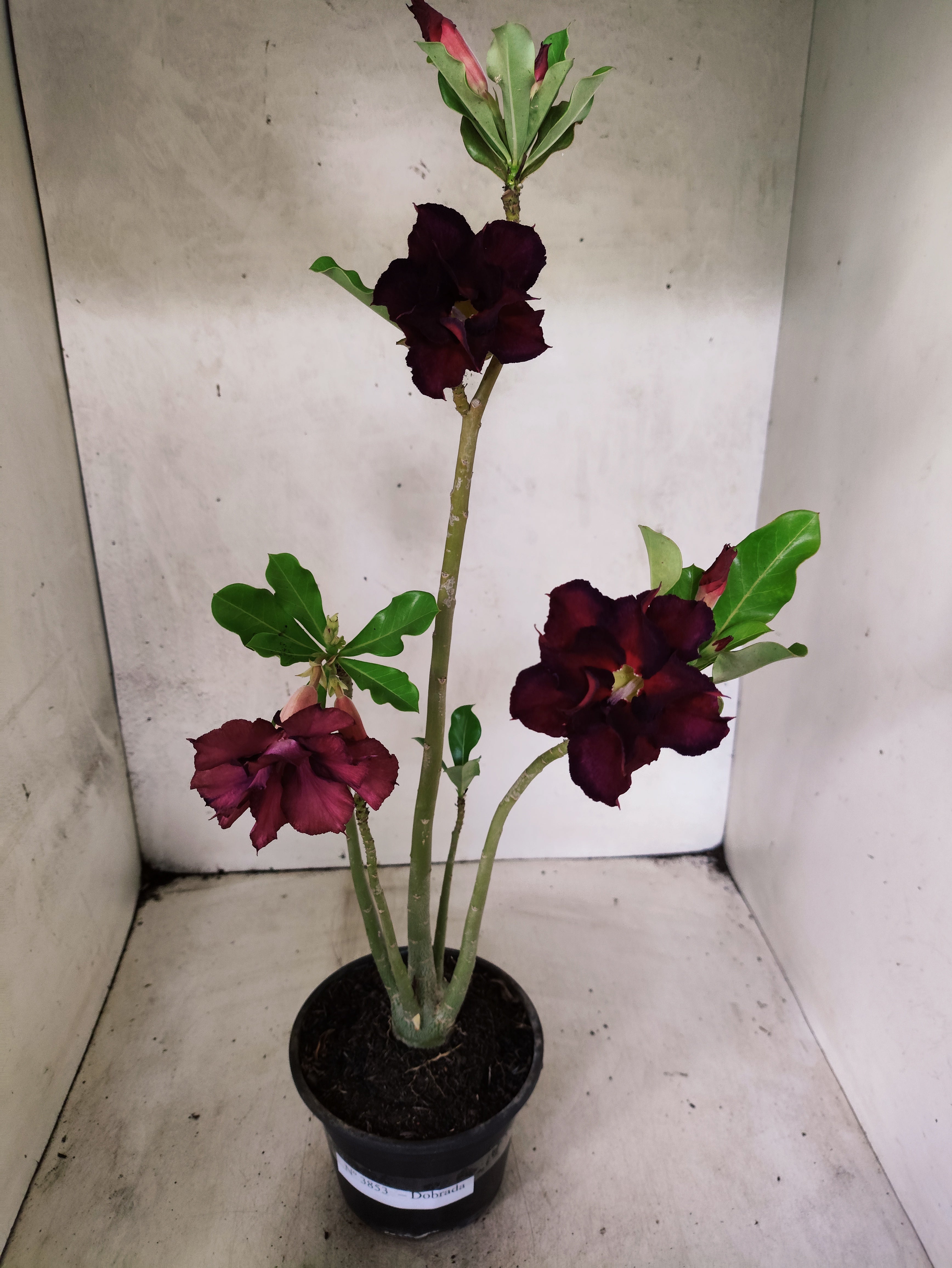 Planta Dobrada 3853 – 35cm – 03 anos