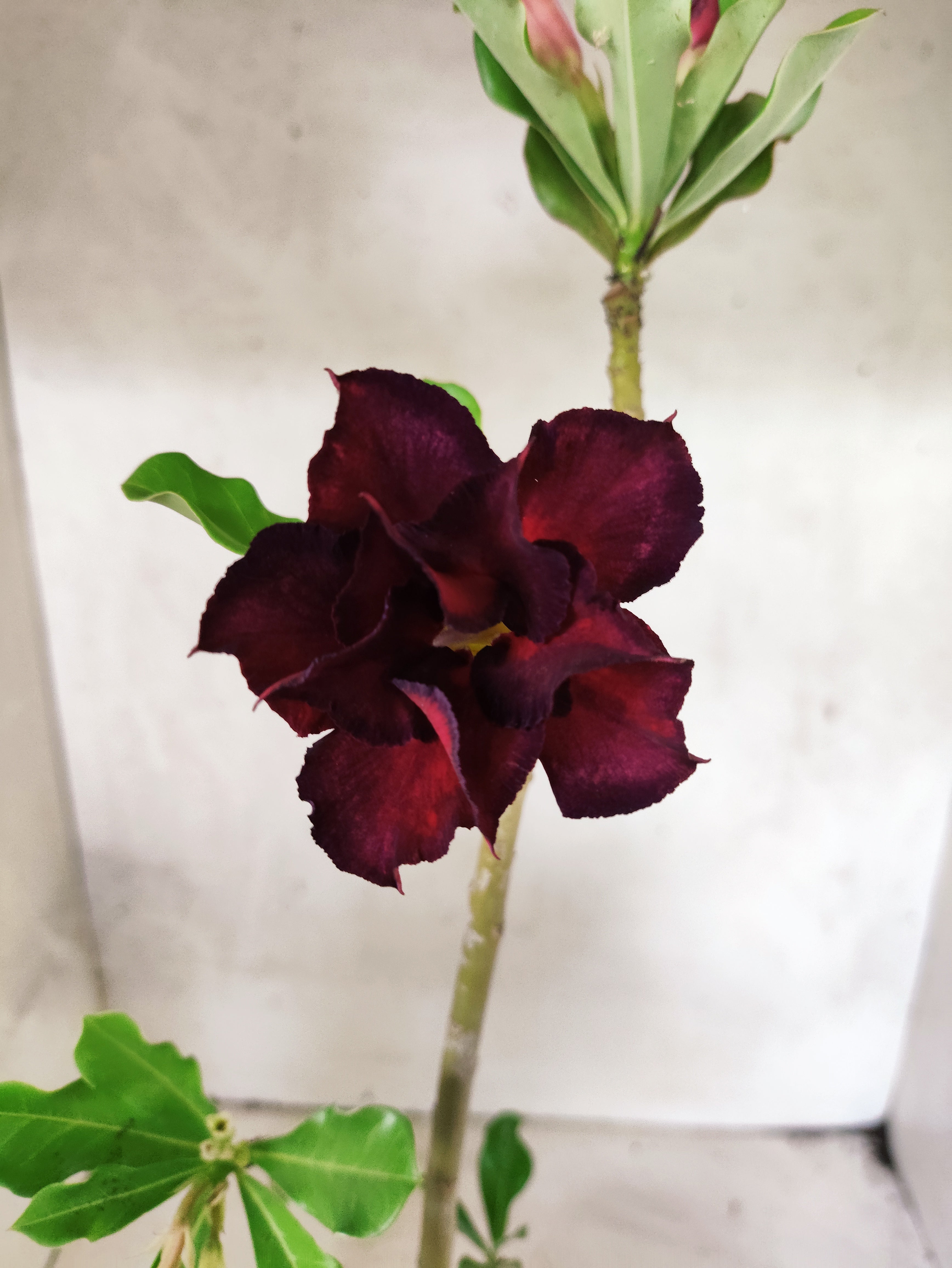 Planta Dobrada 3853 – 35cm – 03 anos