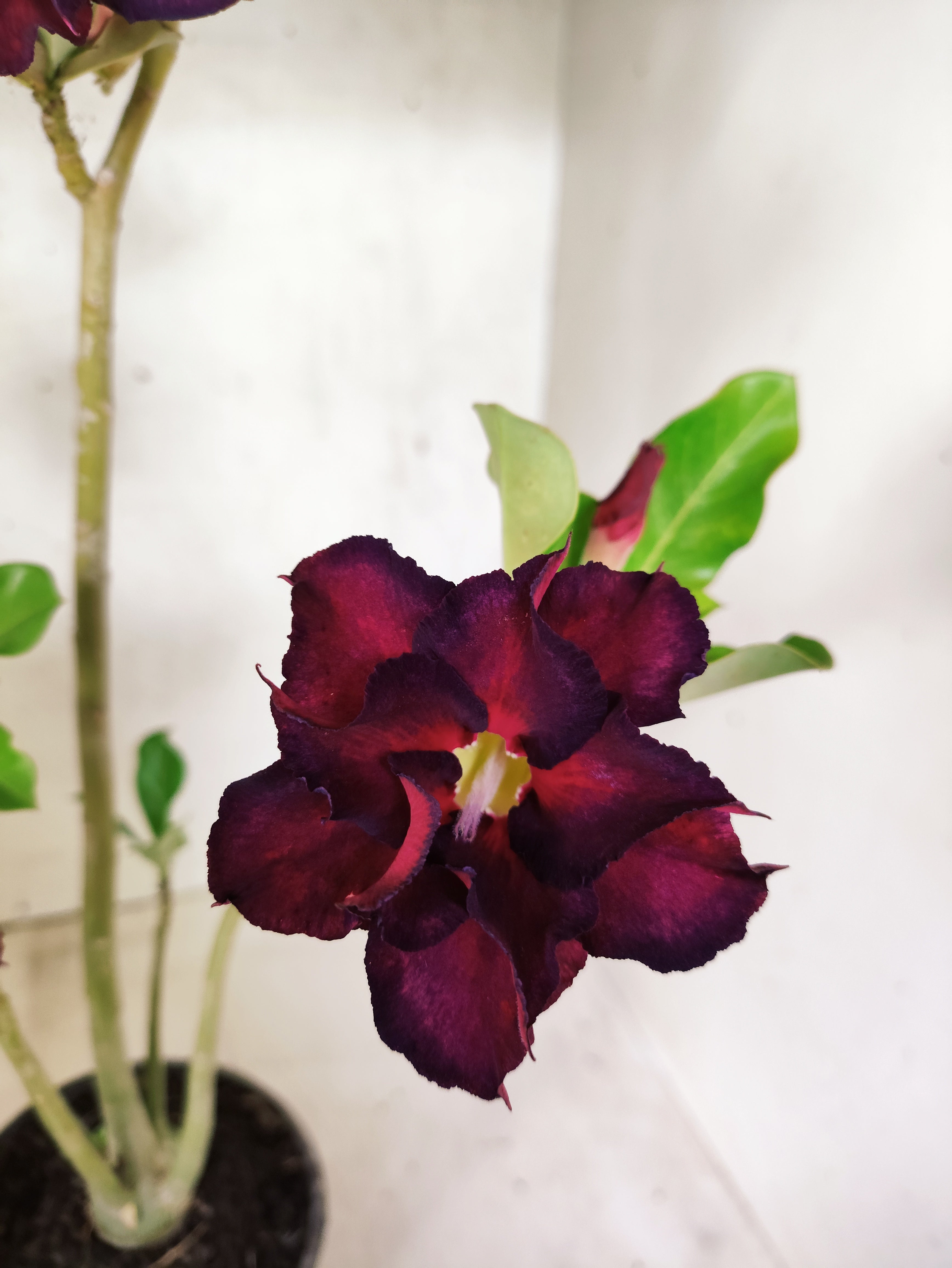 Planta Dobrada 3853 – 35cm – 03 anos