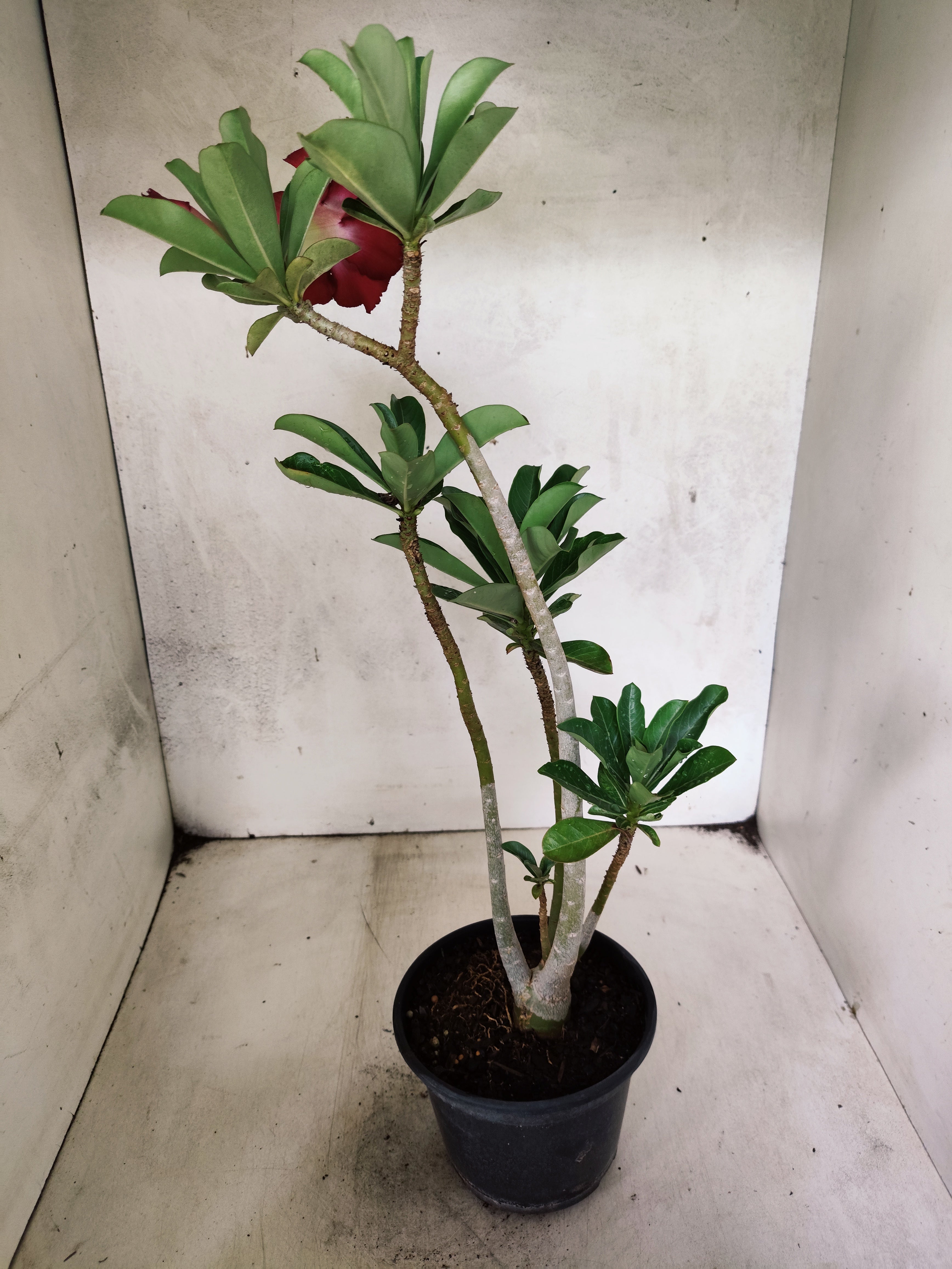 Planta Dobrada 3861 – 35cm – 03 anos