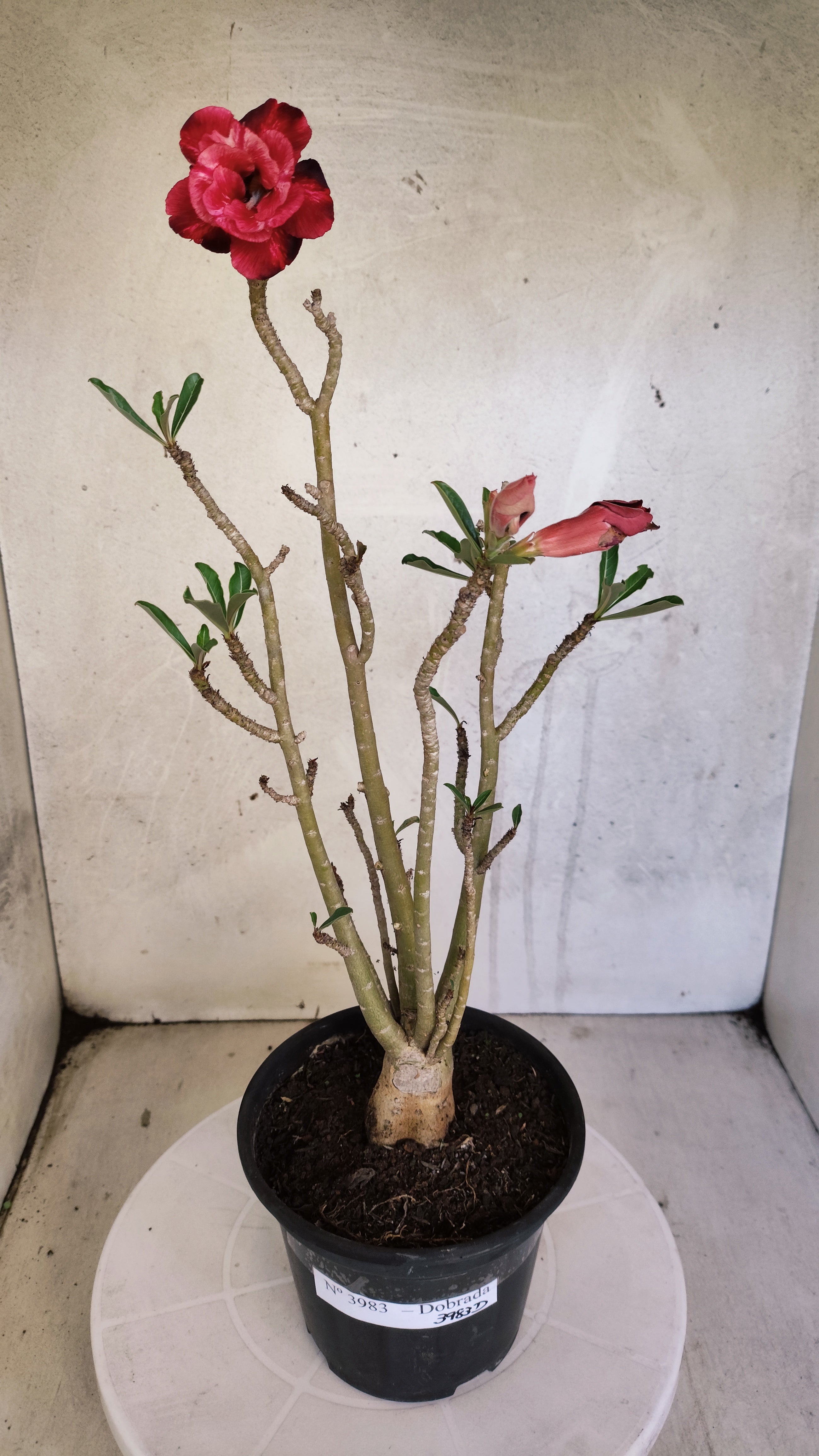 Planta Dobrada 3983 – 35cm – 03 anos