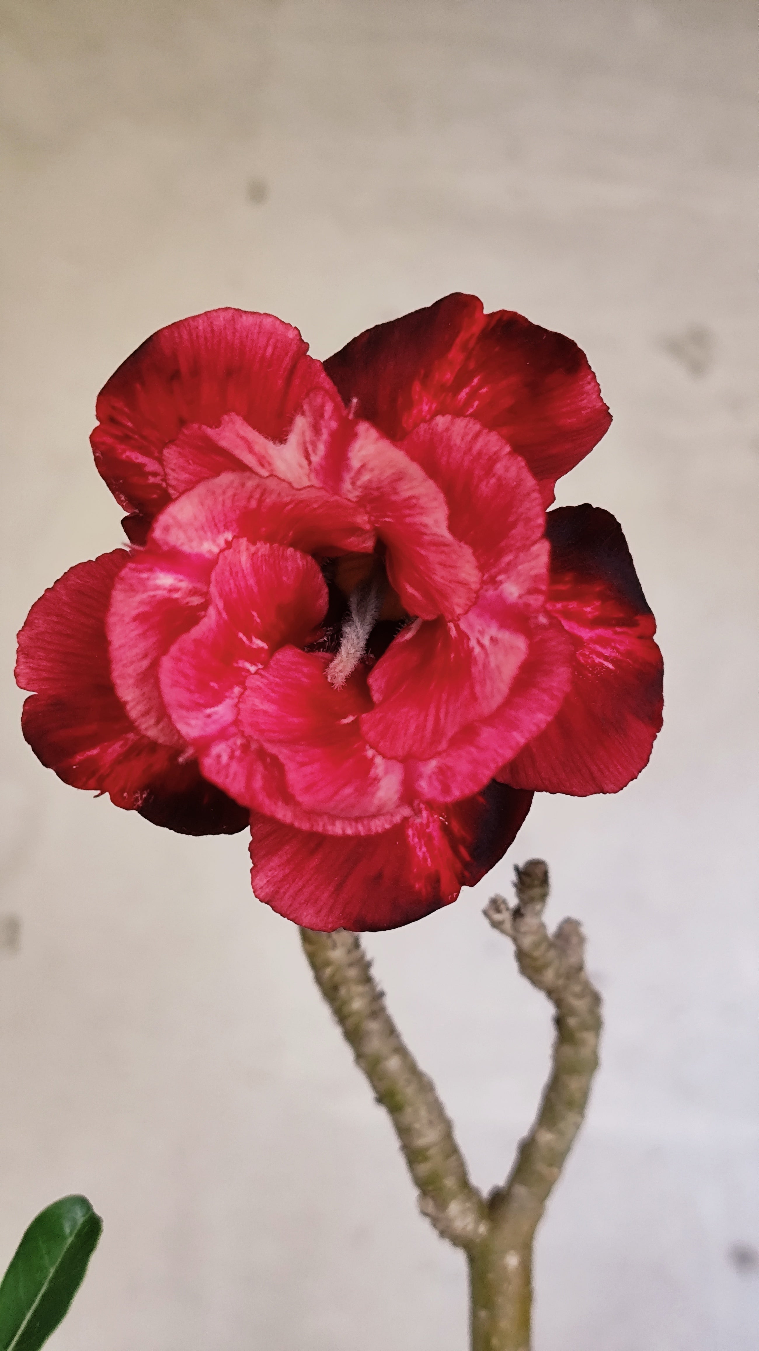 Planta Dobrada 3983 – 35cm – 03 anos
