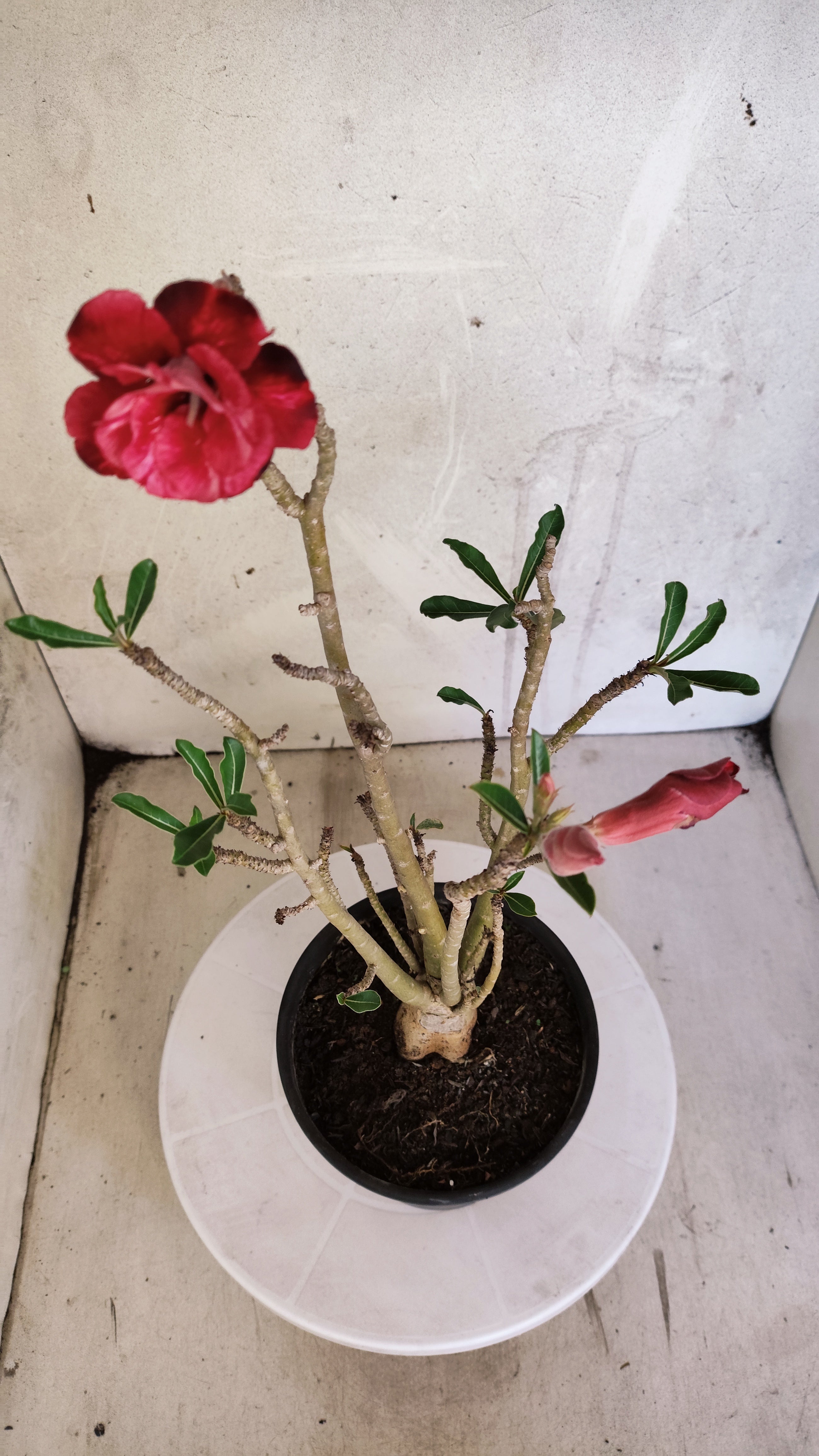 Planta Dobrada 3983 – 35cm – 03 anos