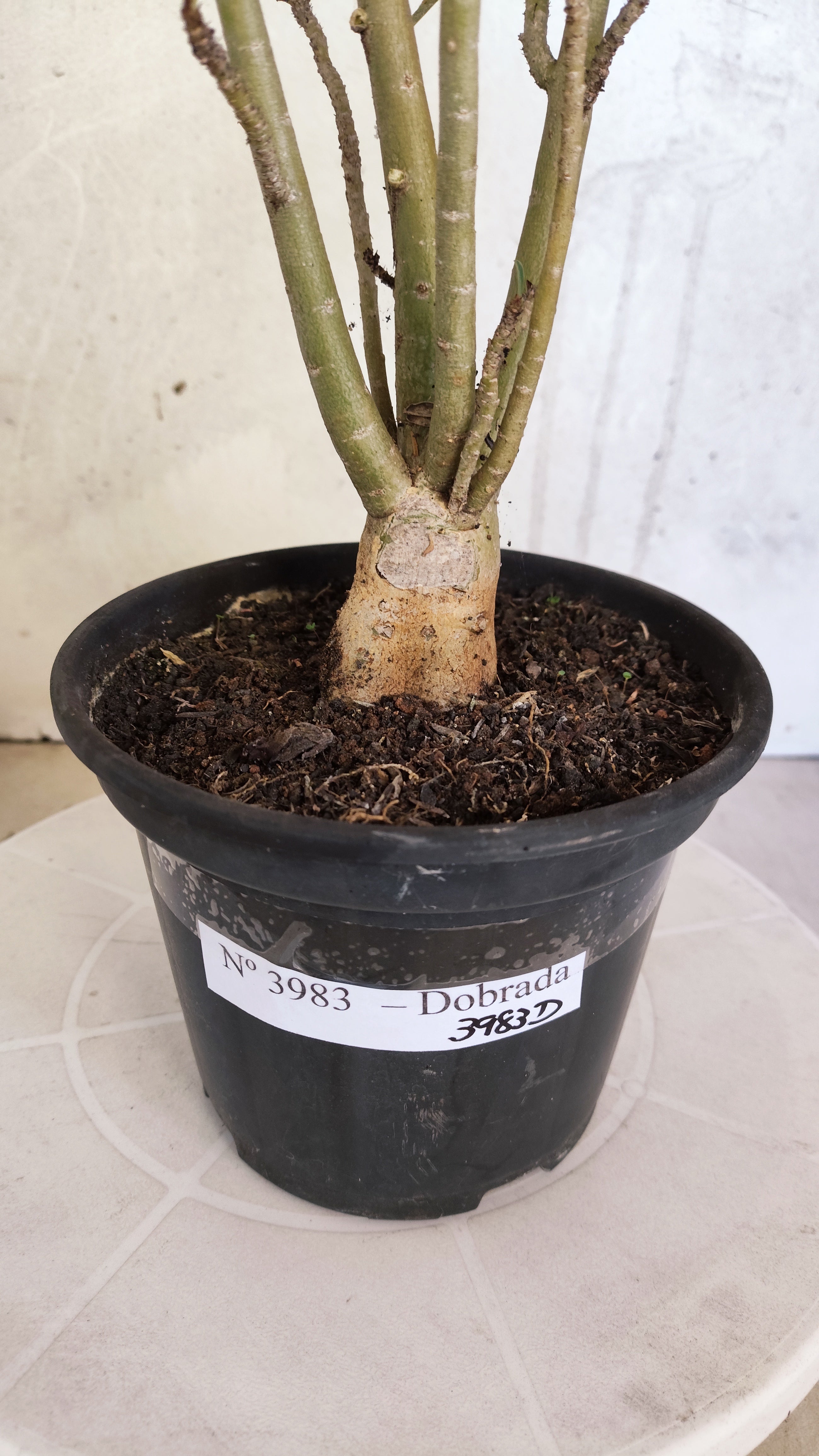 Planta Dobrada 3983 – 35cm – 03 anos