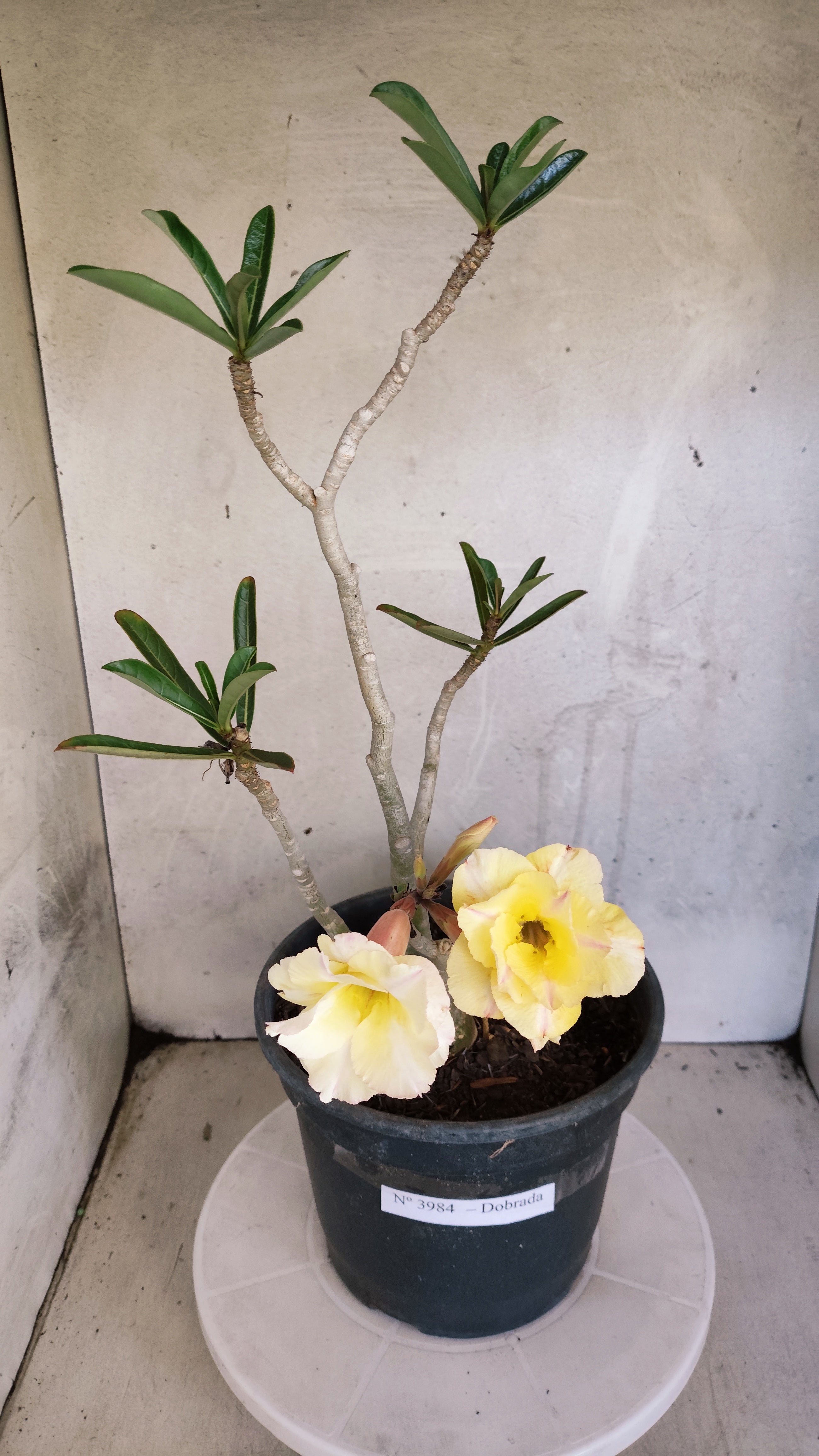 Planta Dobrada 3984 – 40cm – 03 anos