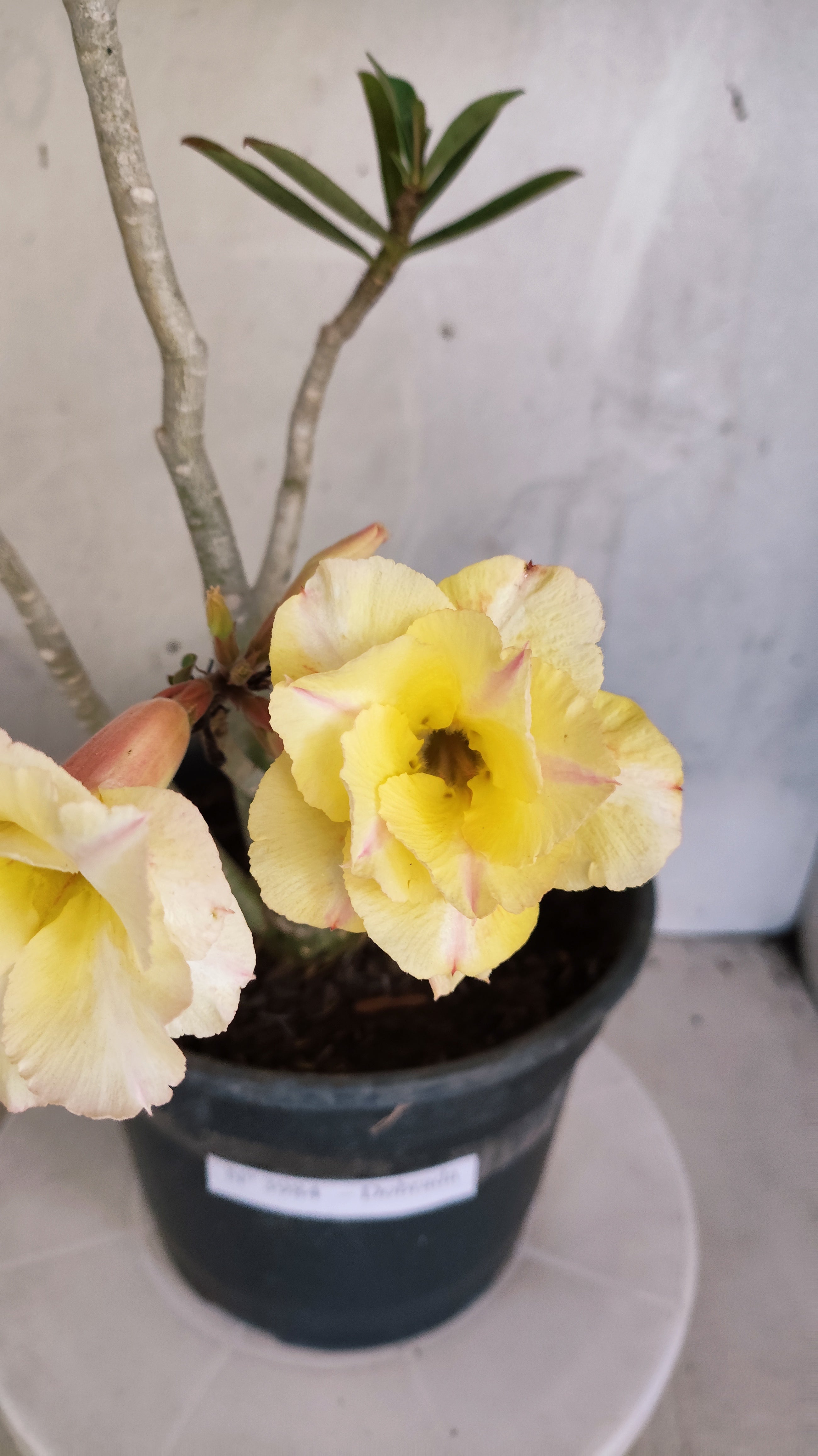 Planta Dobrada 3984 – 40cm – 03 anos