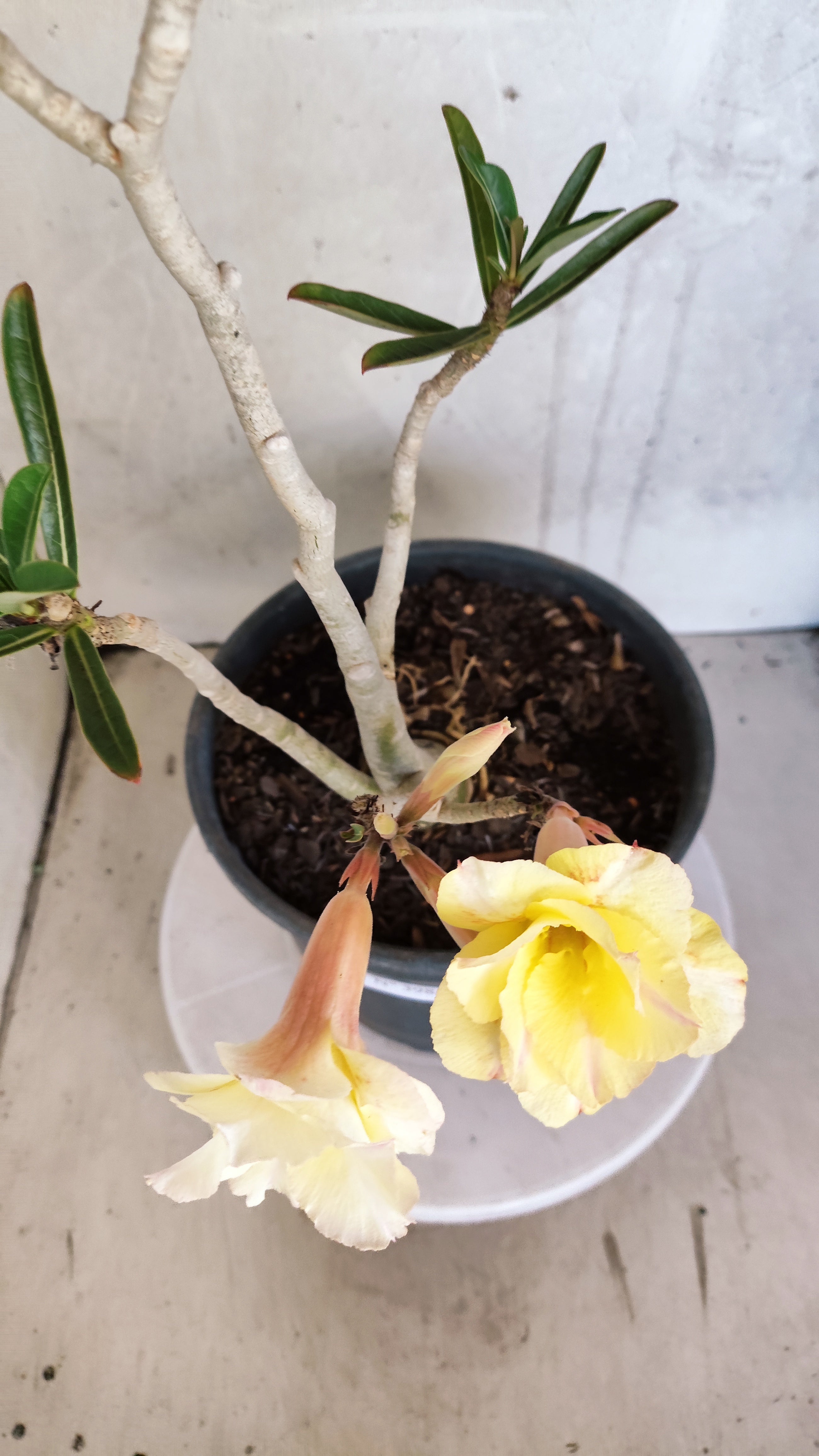Planta Dobrada 3984 – 40cm – 03 anos