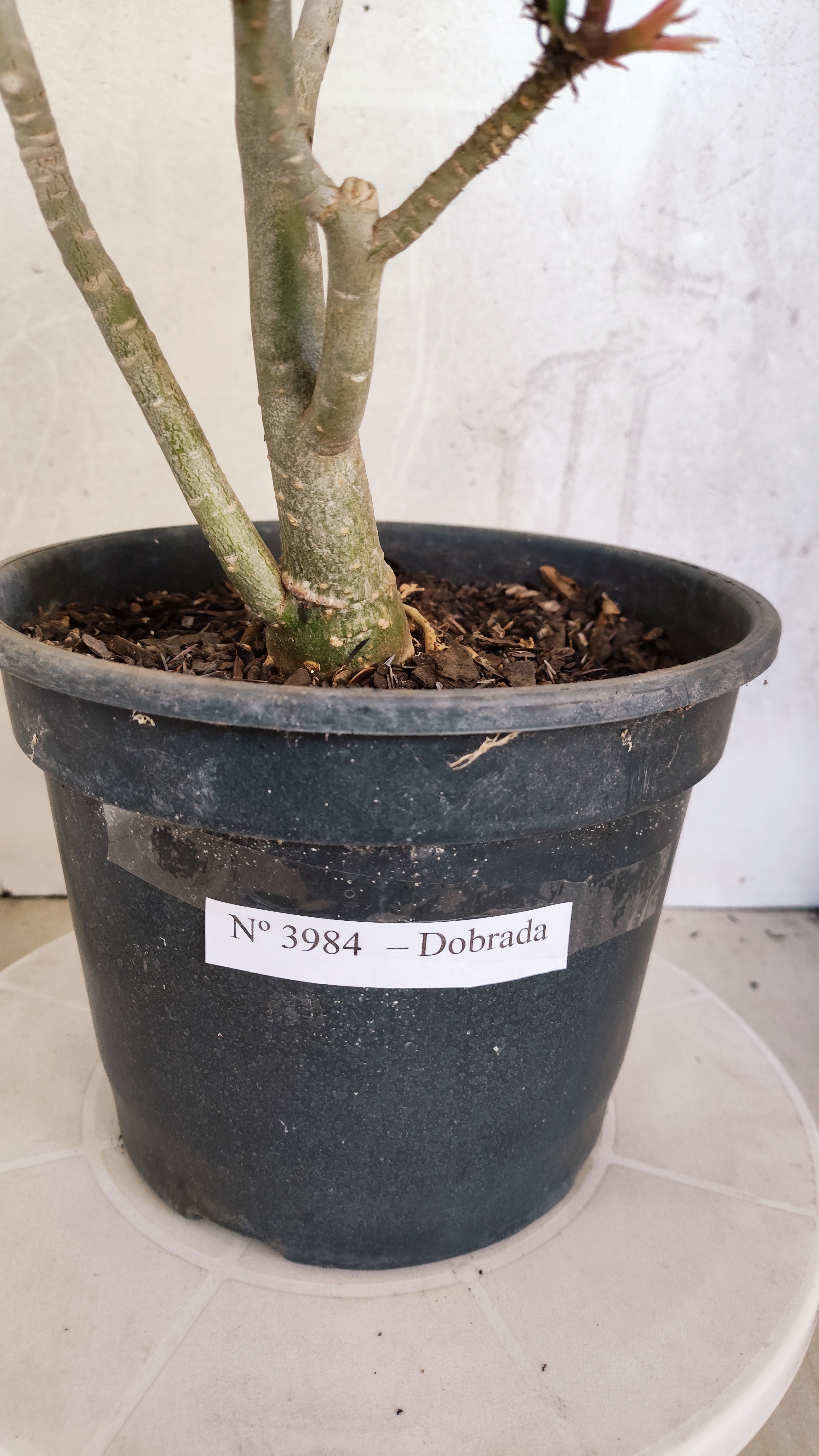 Planta Dobrada 3984 – 40cm – 03 anos