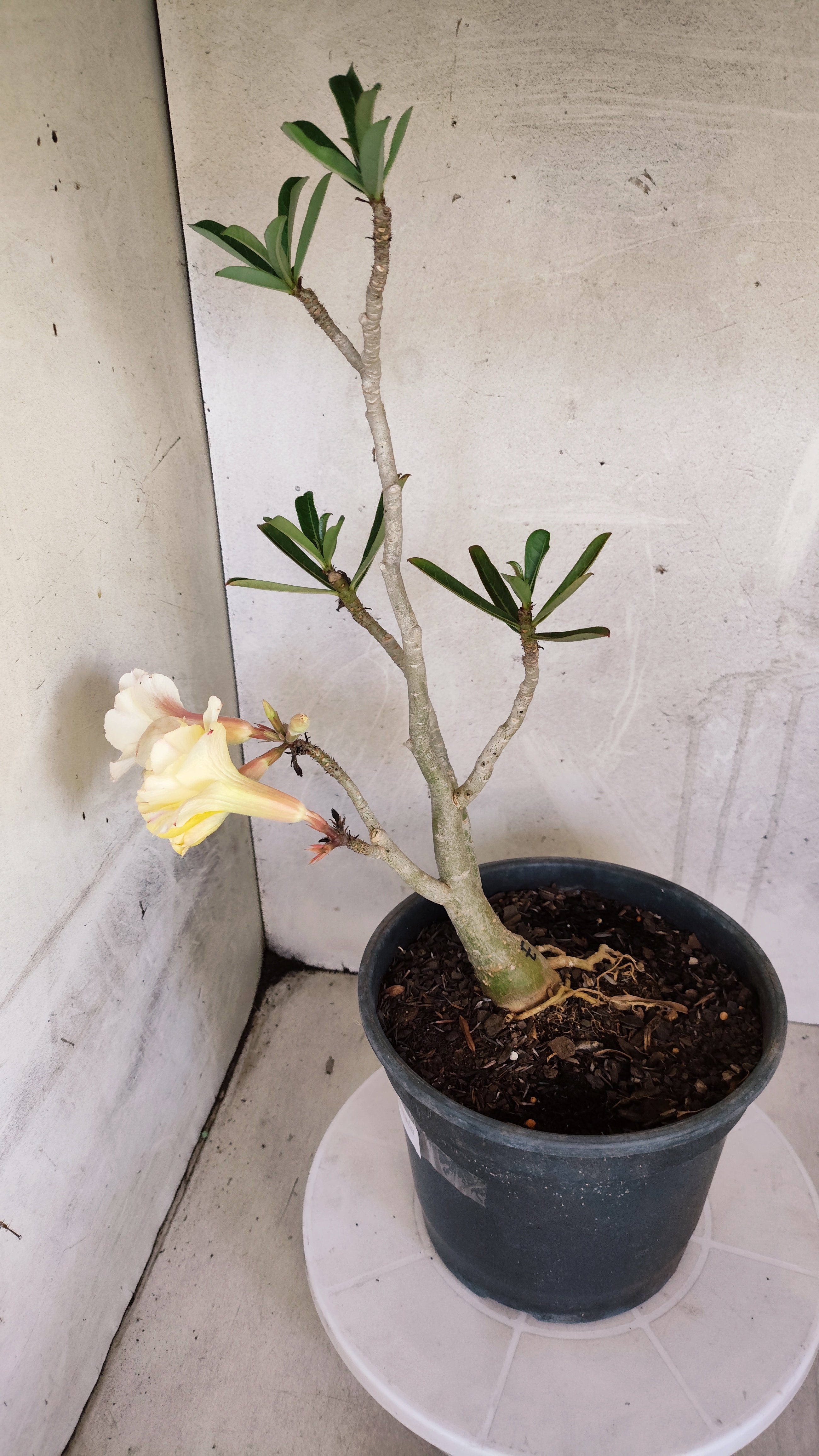 Planta Dobrada 3984 – 40cm – 03 anos