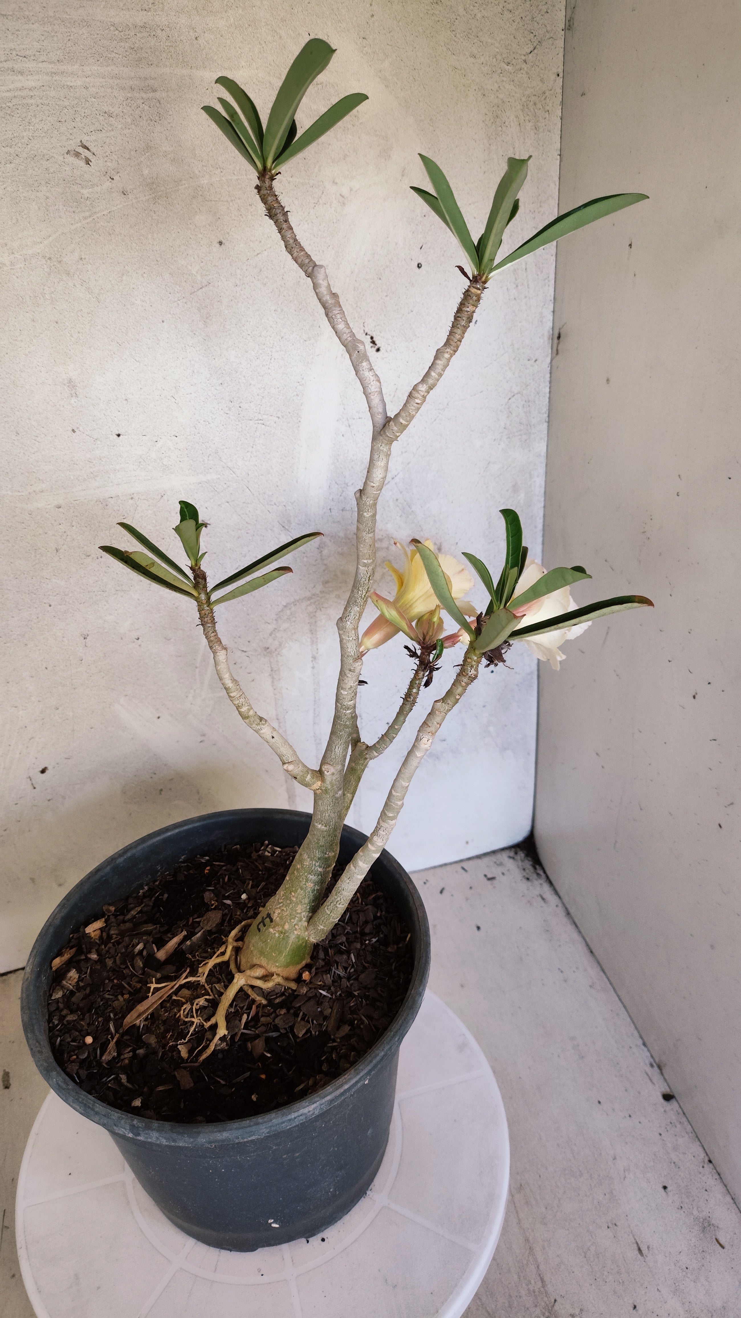 Planta Dobrada 3984 – 40cm – 03 anos