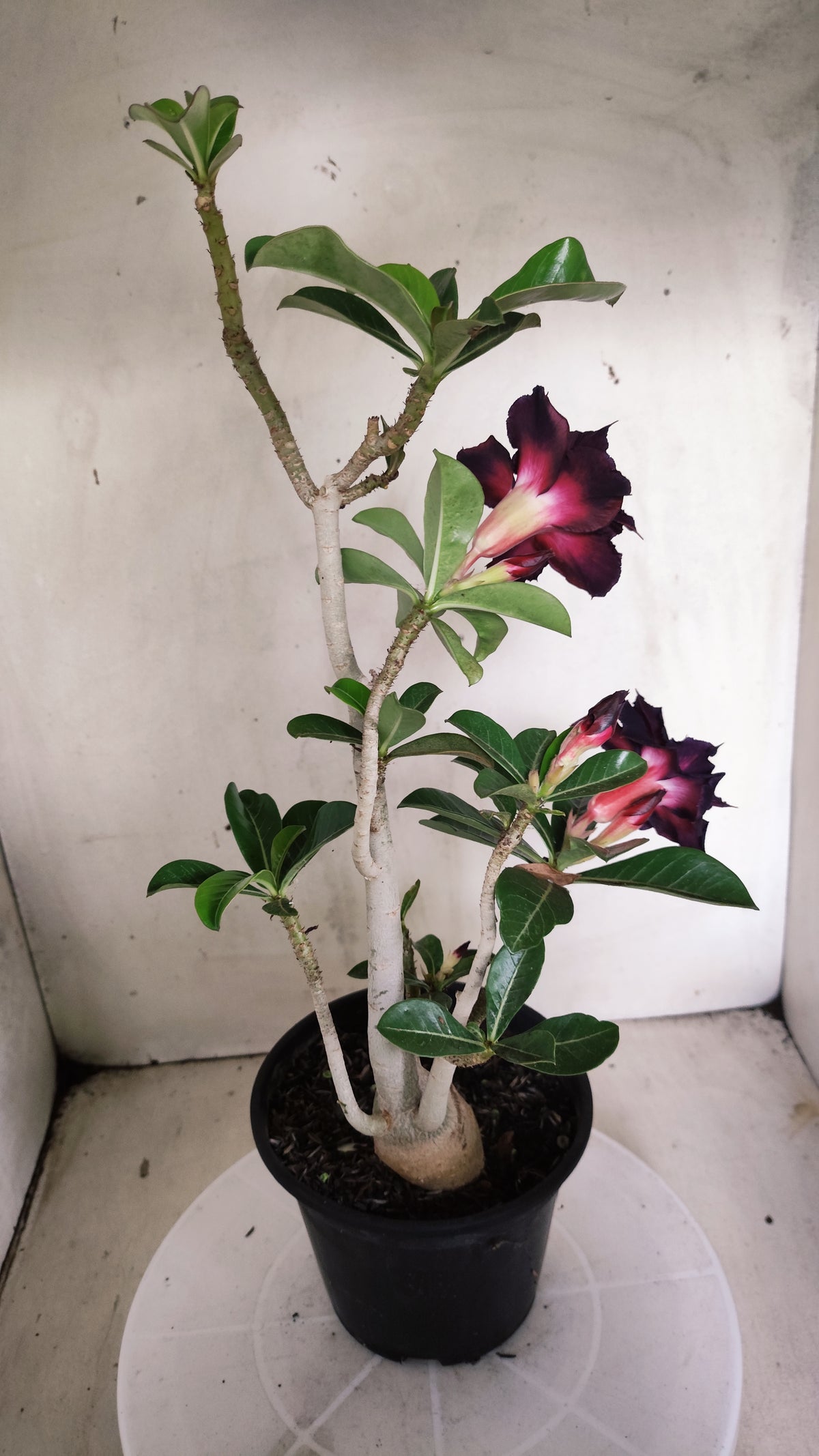 Planta Dobrada 4031 – 35cm – 03 anos - Vaso 15