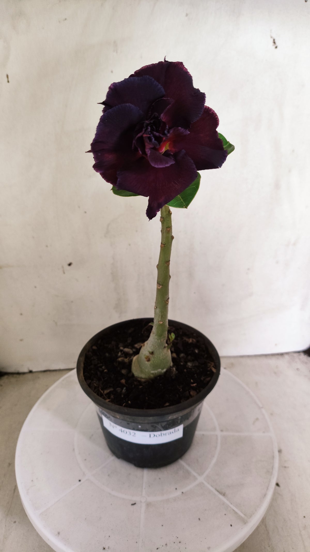 Planta Dobrada 4032 – 25cm – 01 ano - Vaso 15