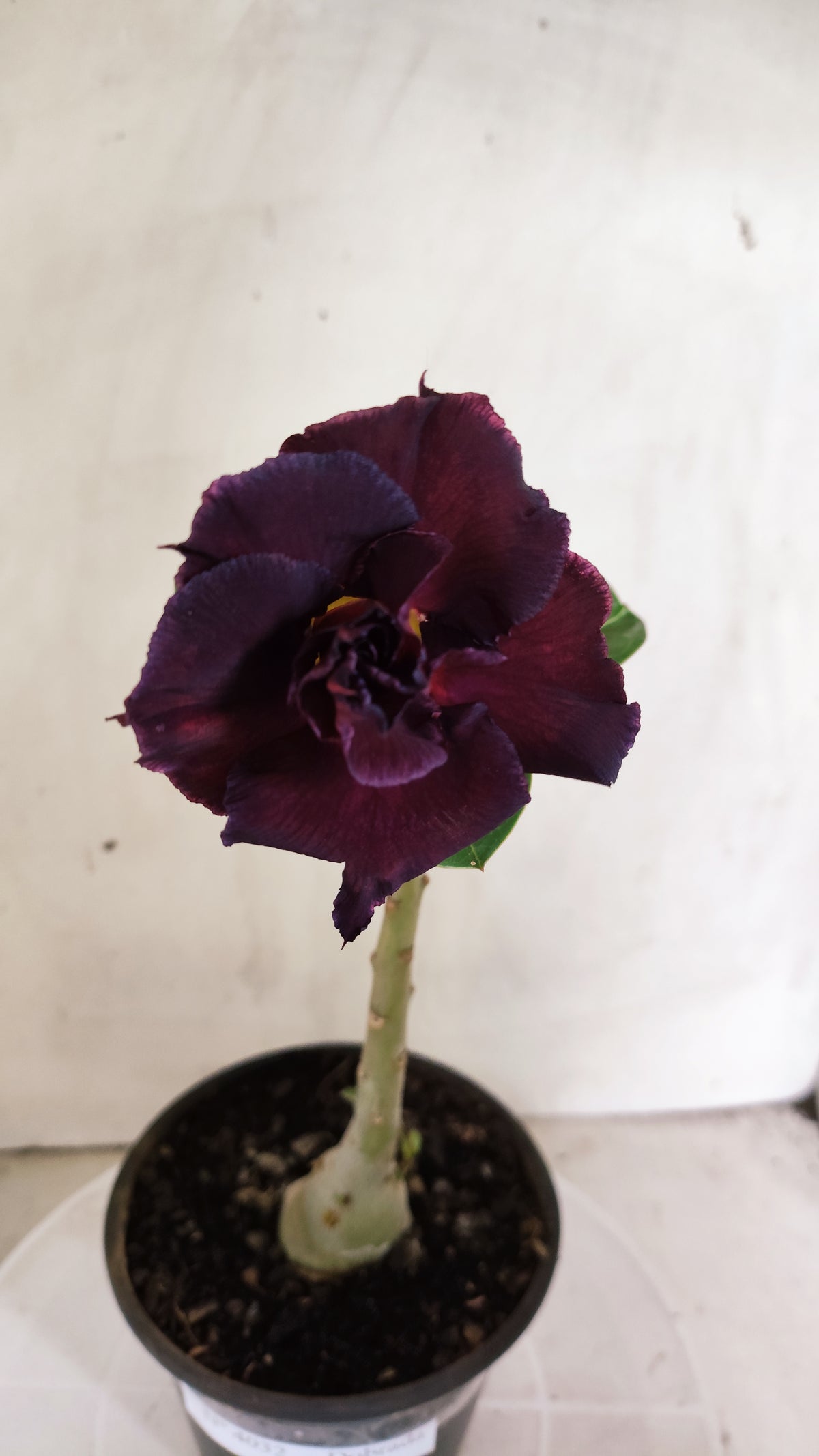 Planta Dobrada 4032 – 25cm – 01 ano - Vaso 15