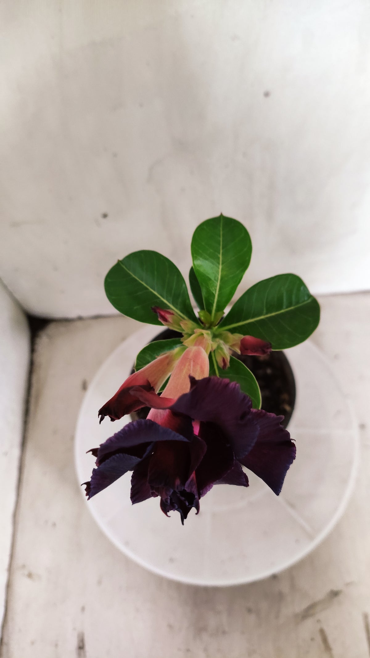 Planta Dobrada 4032 – 25cm – 01 ano - Vaso 15