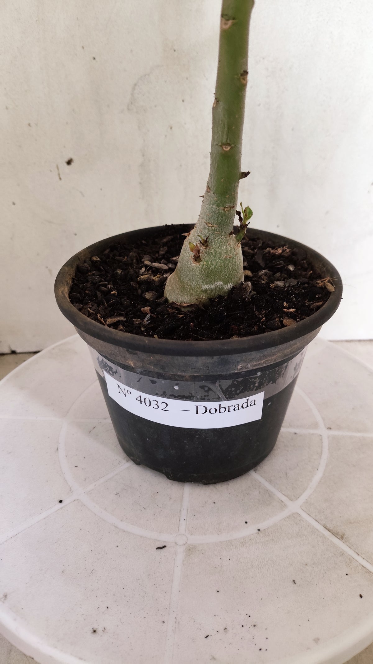 Planta Dobrada 4032 – 25cm – 01 ano - Vaso 15