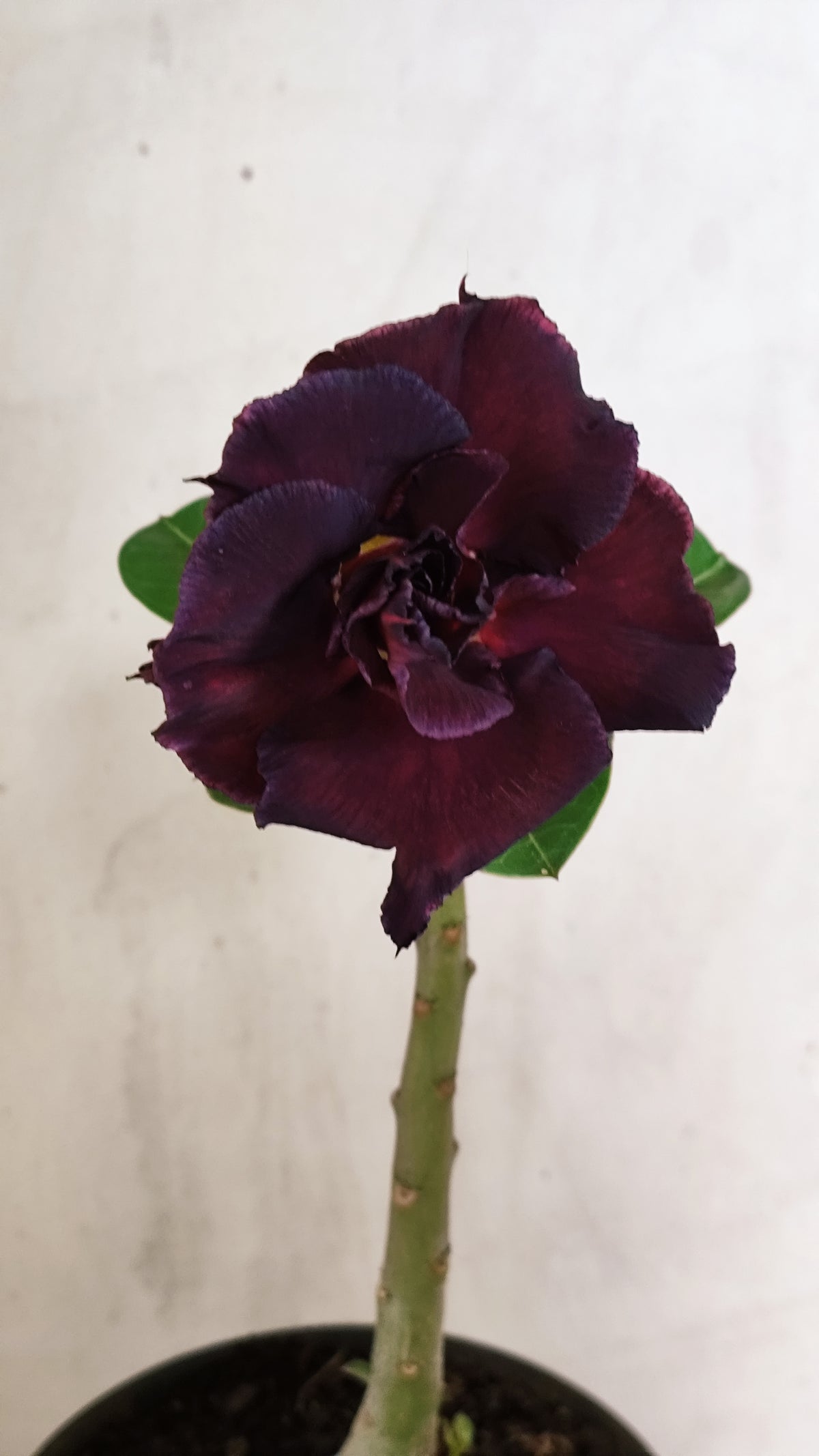 Planta Dobrada 4032 – 25cm – 01 ano - Vaso 15
