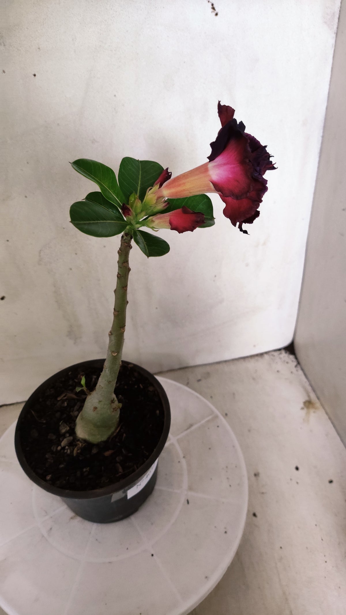 Planta Dobrada 4032 – 25cm – 01 ano - Vaso 15