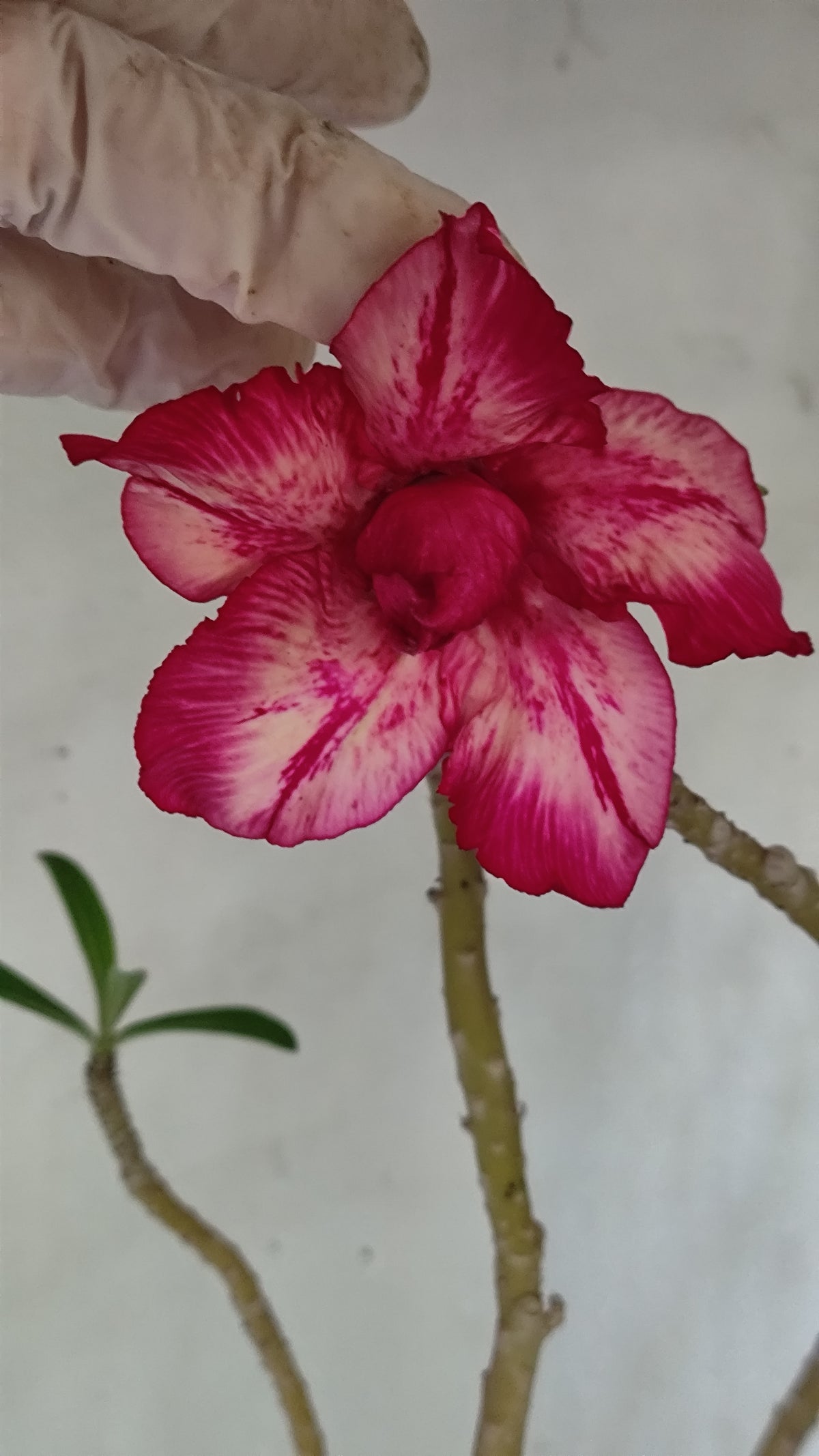 Planta Dobrada 4039 – 50cm – 04 anos - Vaso 17
