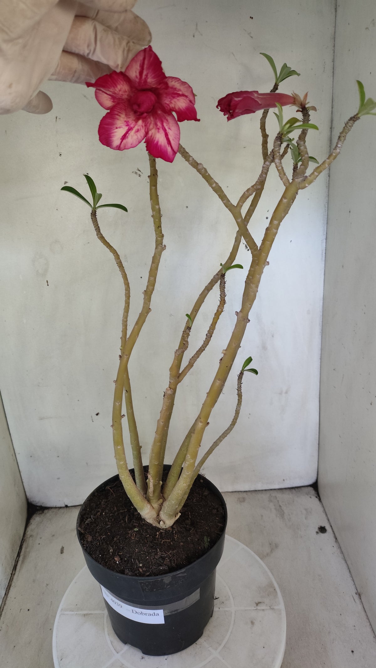Planta Dobrada 4039 – 50cm – 04 anos - Vaso 17
