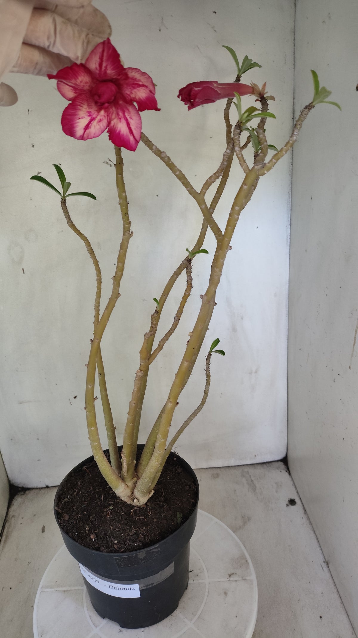 Planta Dobrada 4039 – 50cm – 04 anos - Vaso 17