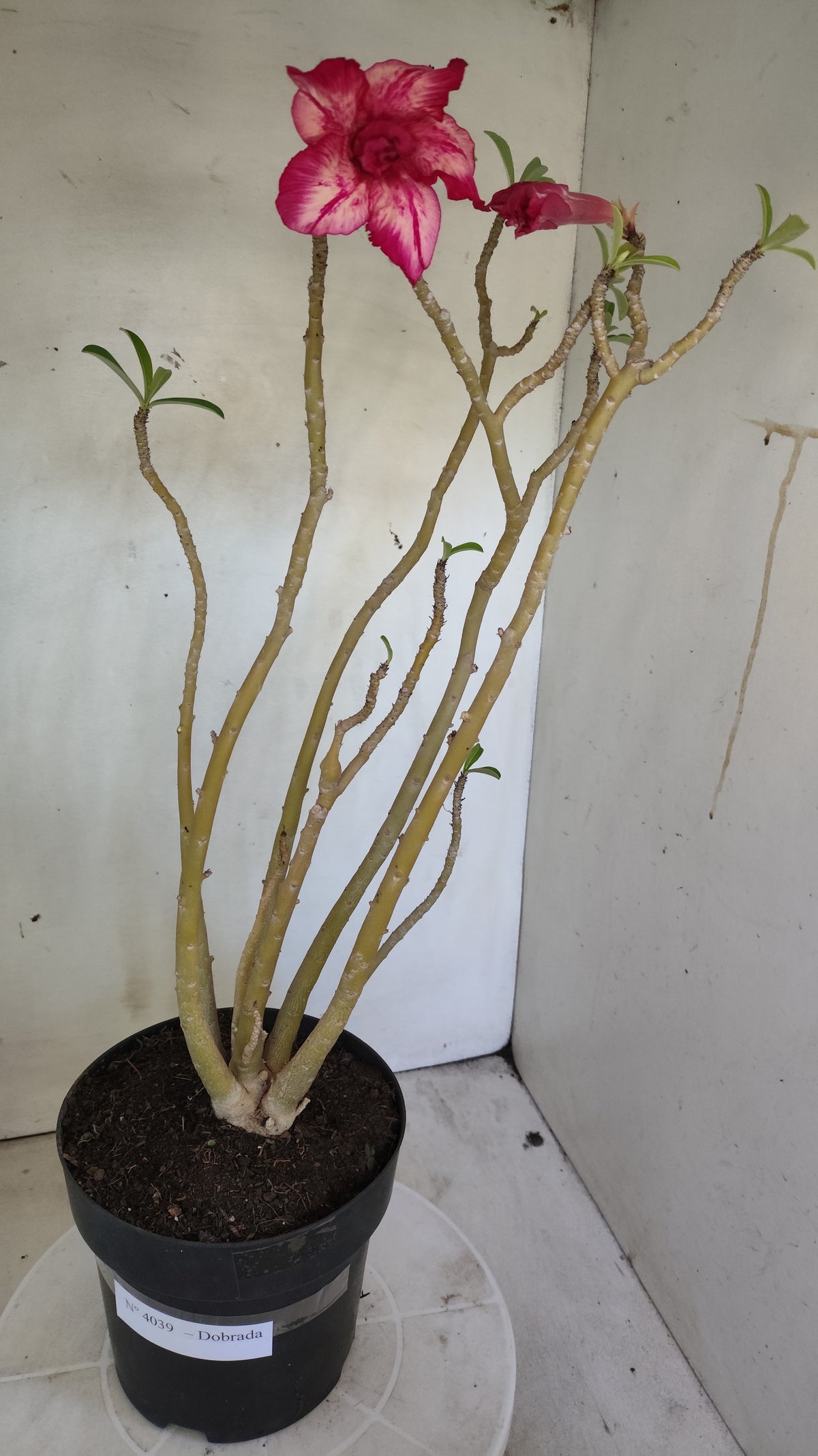 Planta Dobrada 4039 – 50cm – 04 anos - Vaso 17