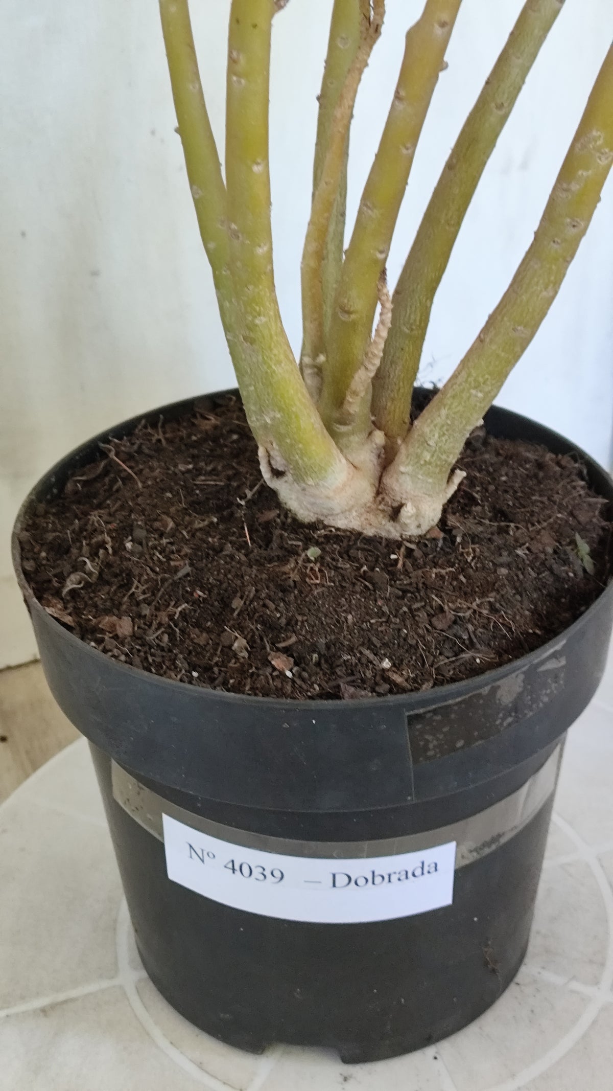 Planta Dobrada 4039 – 50cm – 04 anos - Vaso 17