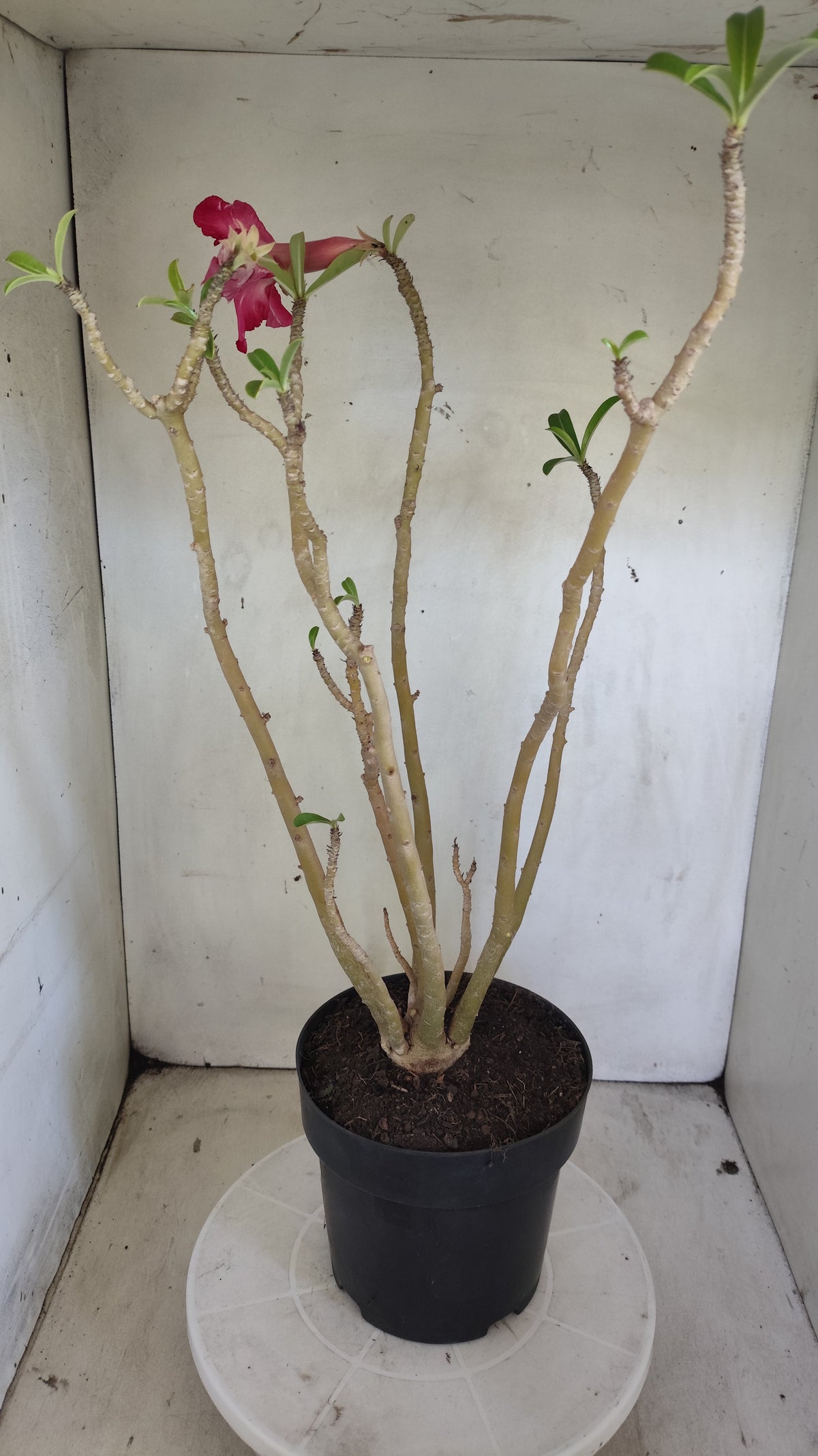 Planta Dobrada 4039 – 50cm – 04 anos - Vaso 17