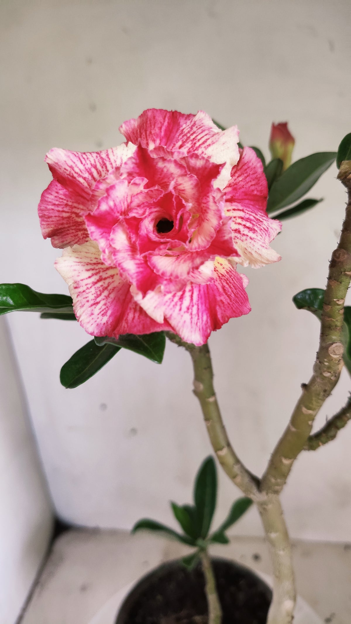 Planta Dobrada 4060 – 35cm – 03 anos - Vaso 15