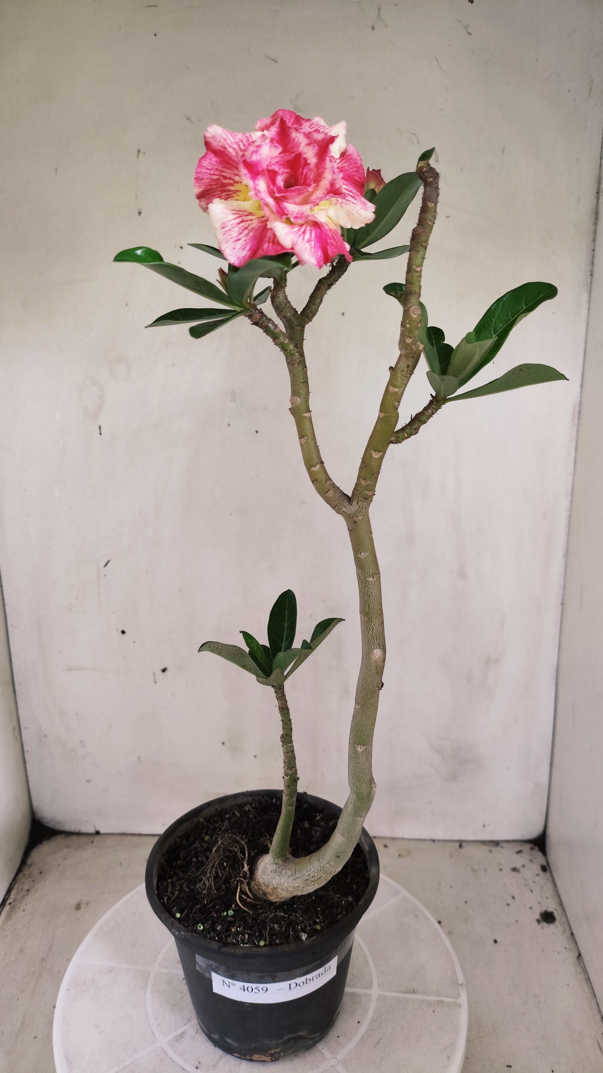 Planta Dobrada 4059 – 30cm – 02 anos - Vaso 15