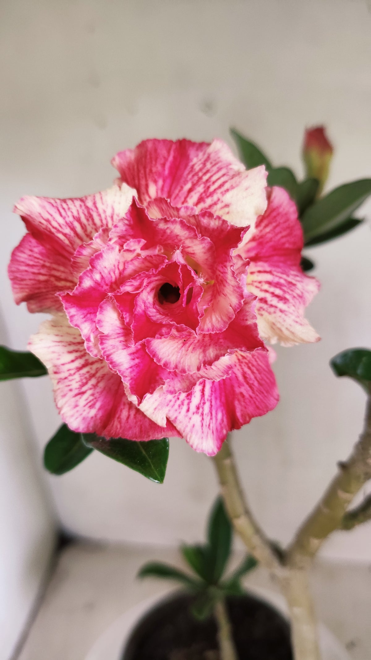 Planta Dobrada 4060 – 35cm – 03 anos - Vaso 15