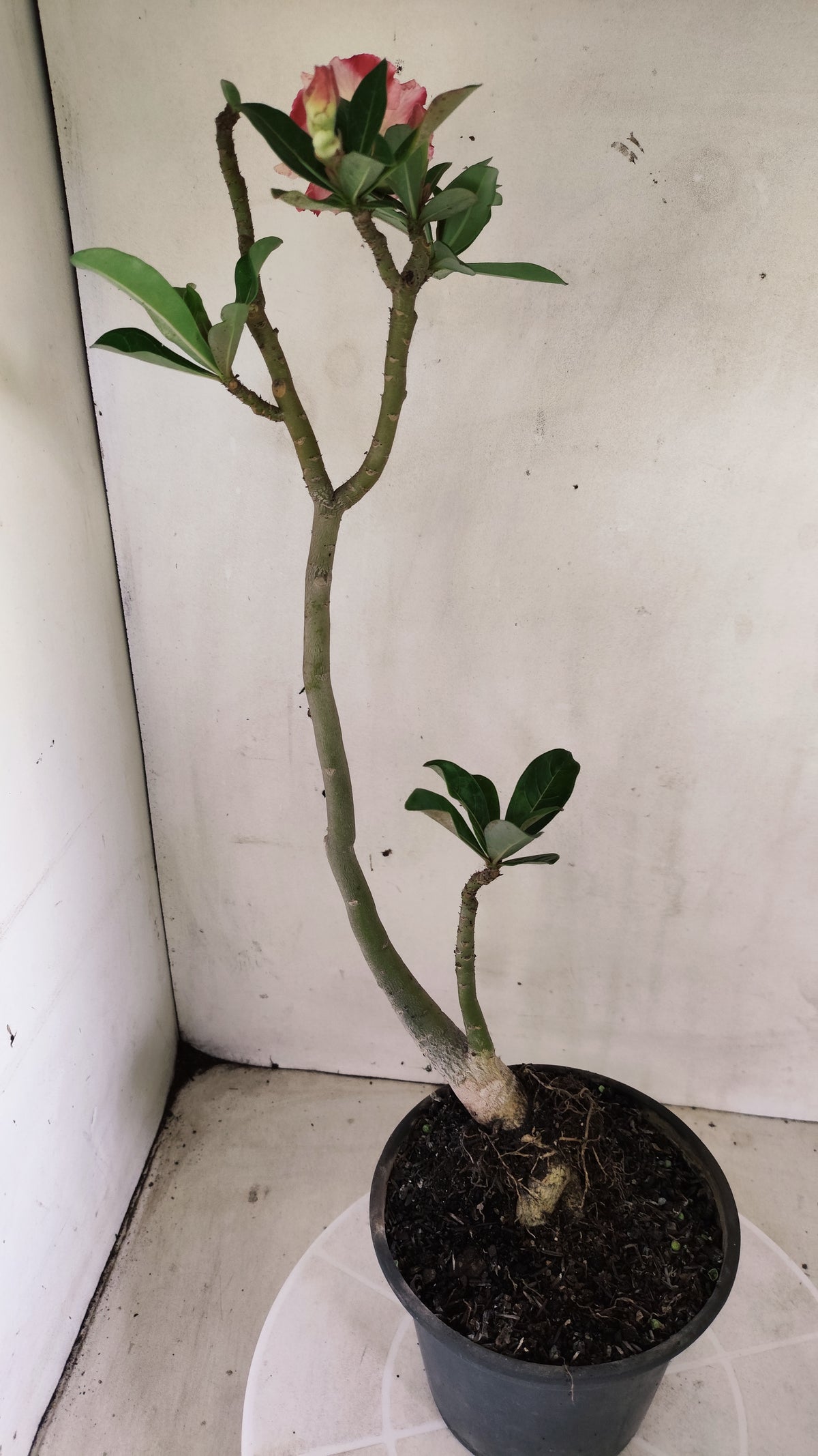 Planta Dobrada 4060 – 35cm – 03 anos - Vaso 15