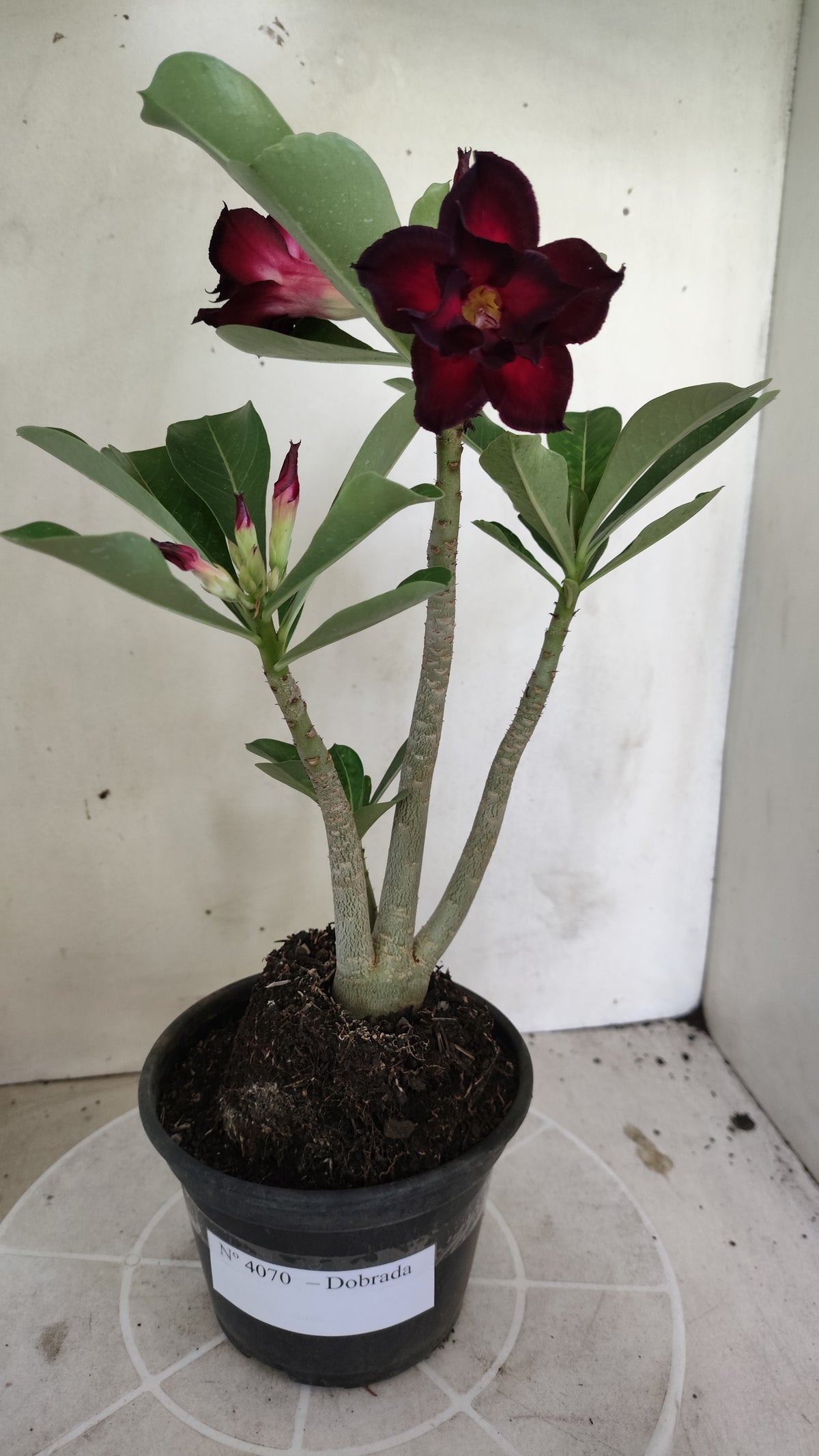 Matriz Planta Dobrada 4070 –  30cm – 02 anos - Vaso 15