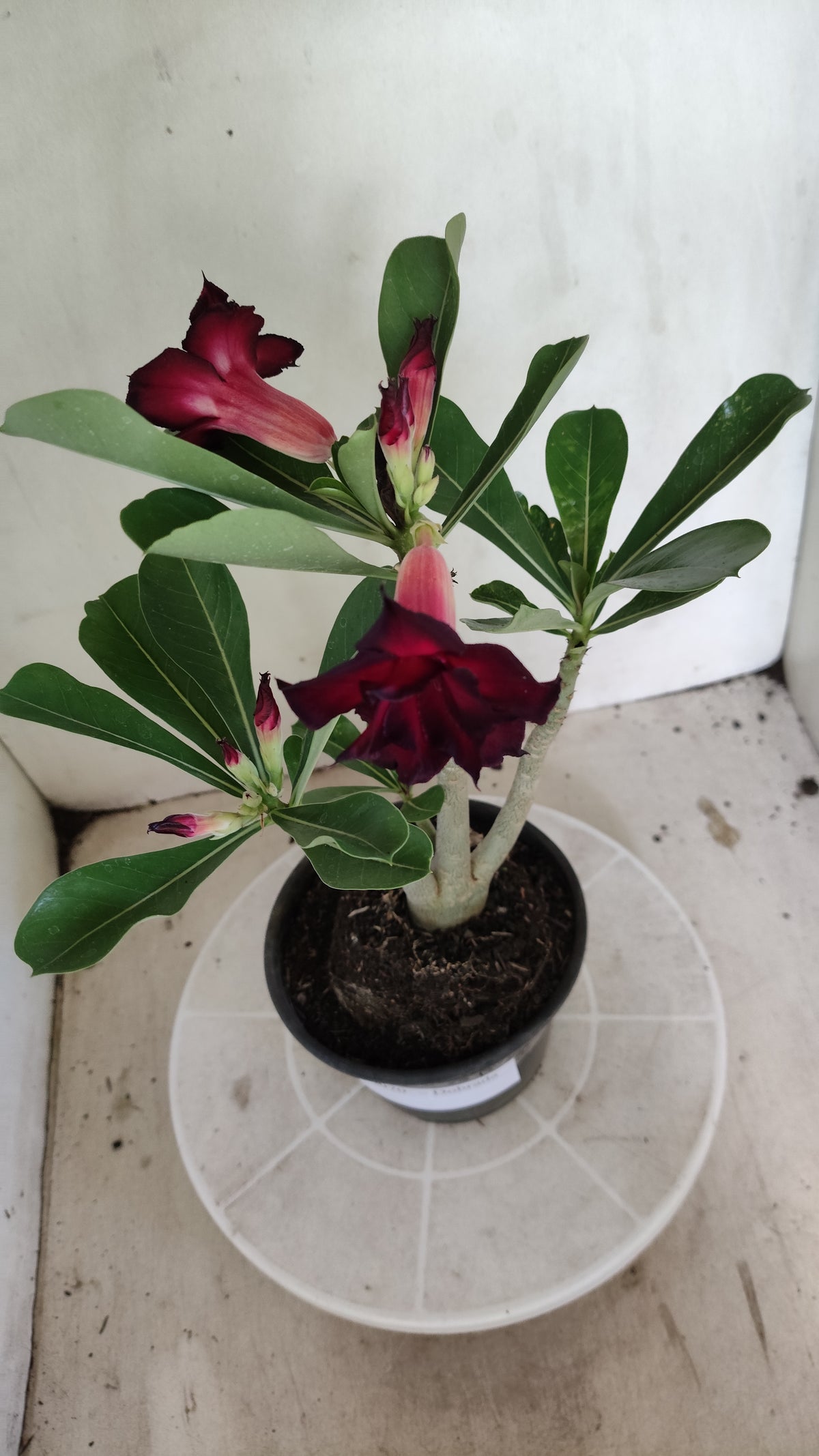Matriz Planta Dobrada 4070 –  30cm – 02 anos - Vaso 15