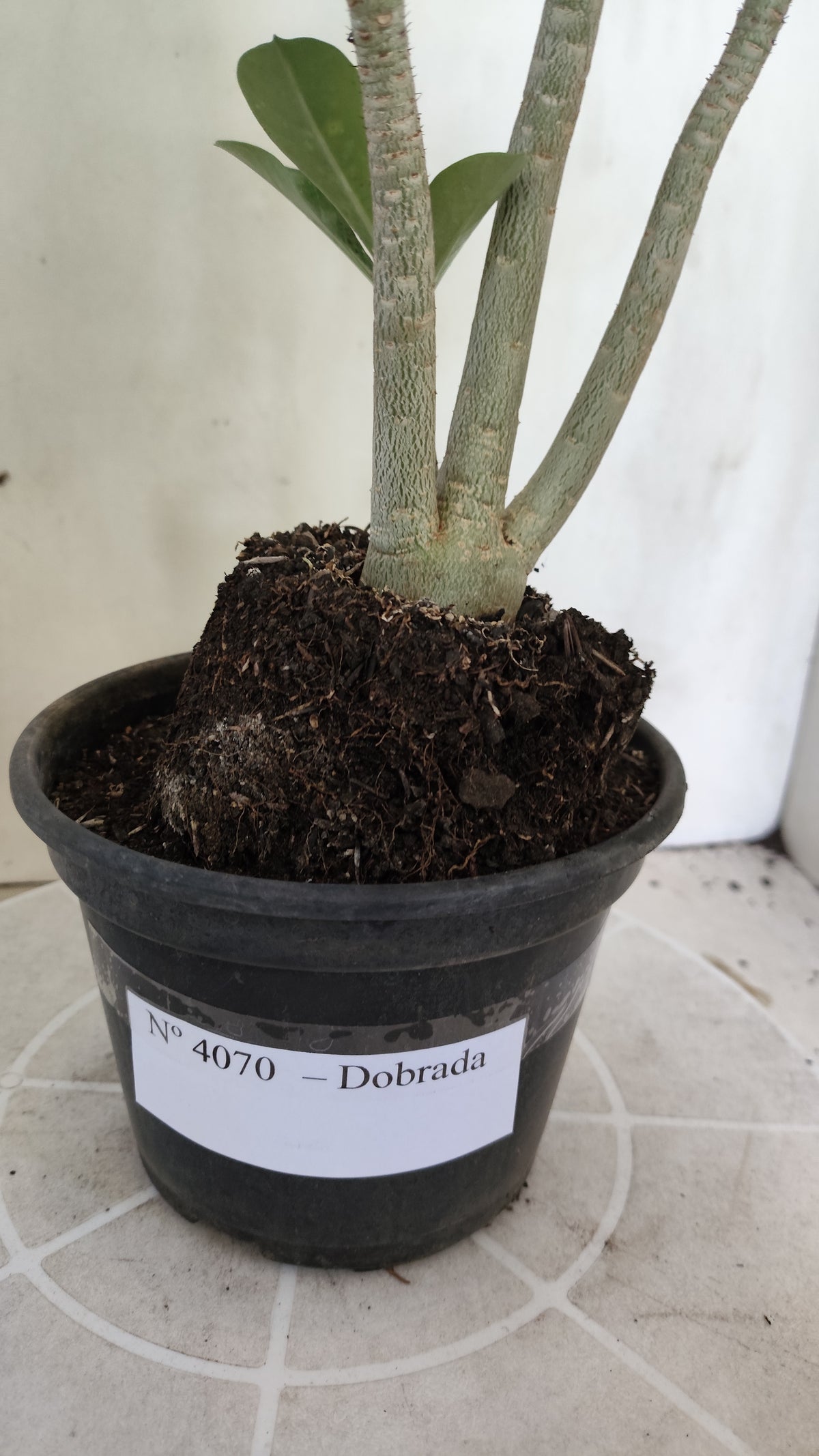 Matriz Planta Dobrada 4070 –  30cm – 02 anos - Vaso 15